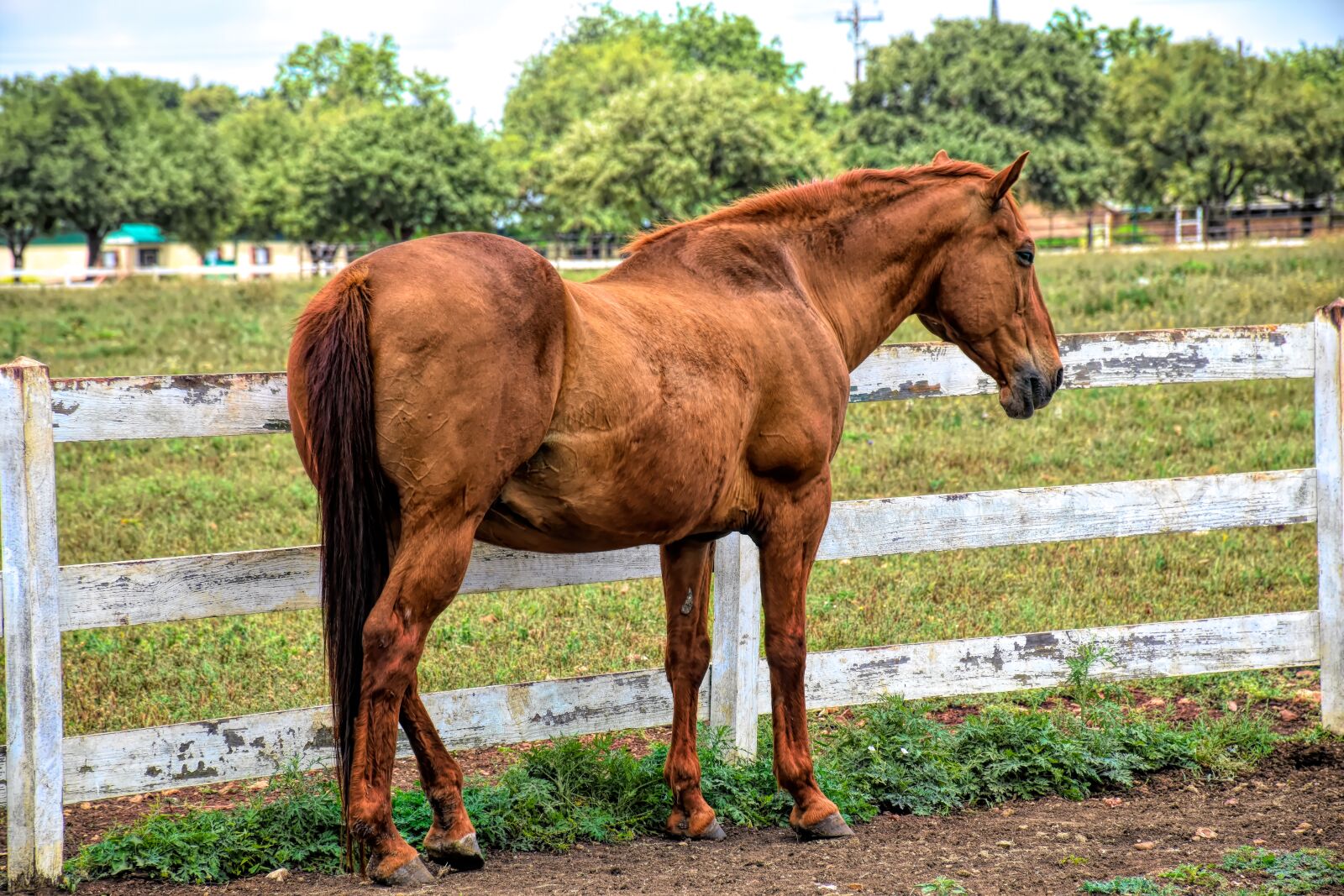 Nikon D5500 sample photo. Horse, livestock, animal photography