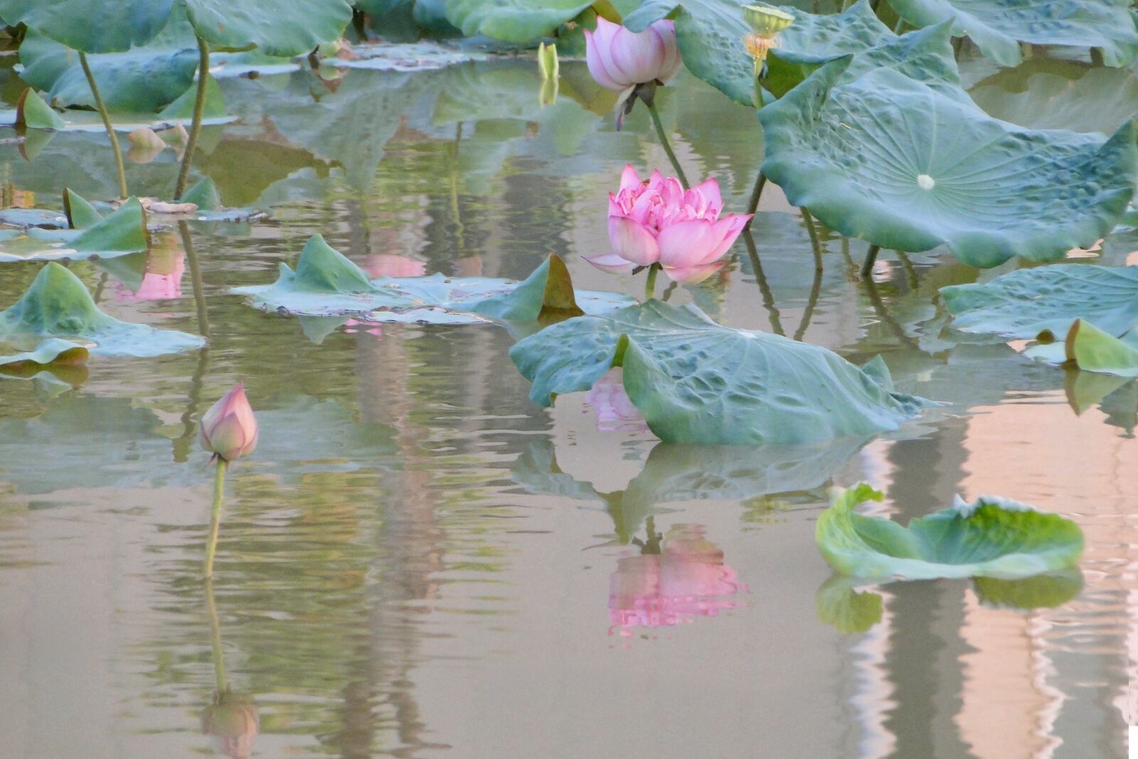 Sony Cyber-shot DSC-HX1 sample photo. Lotus, summer, hasuike photography