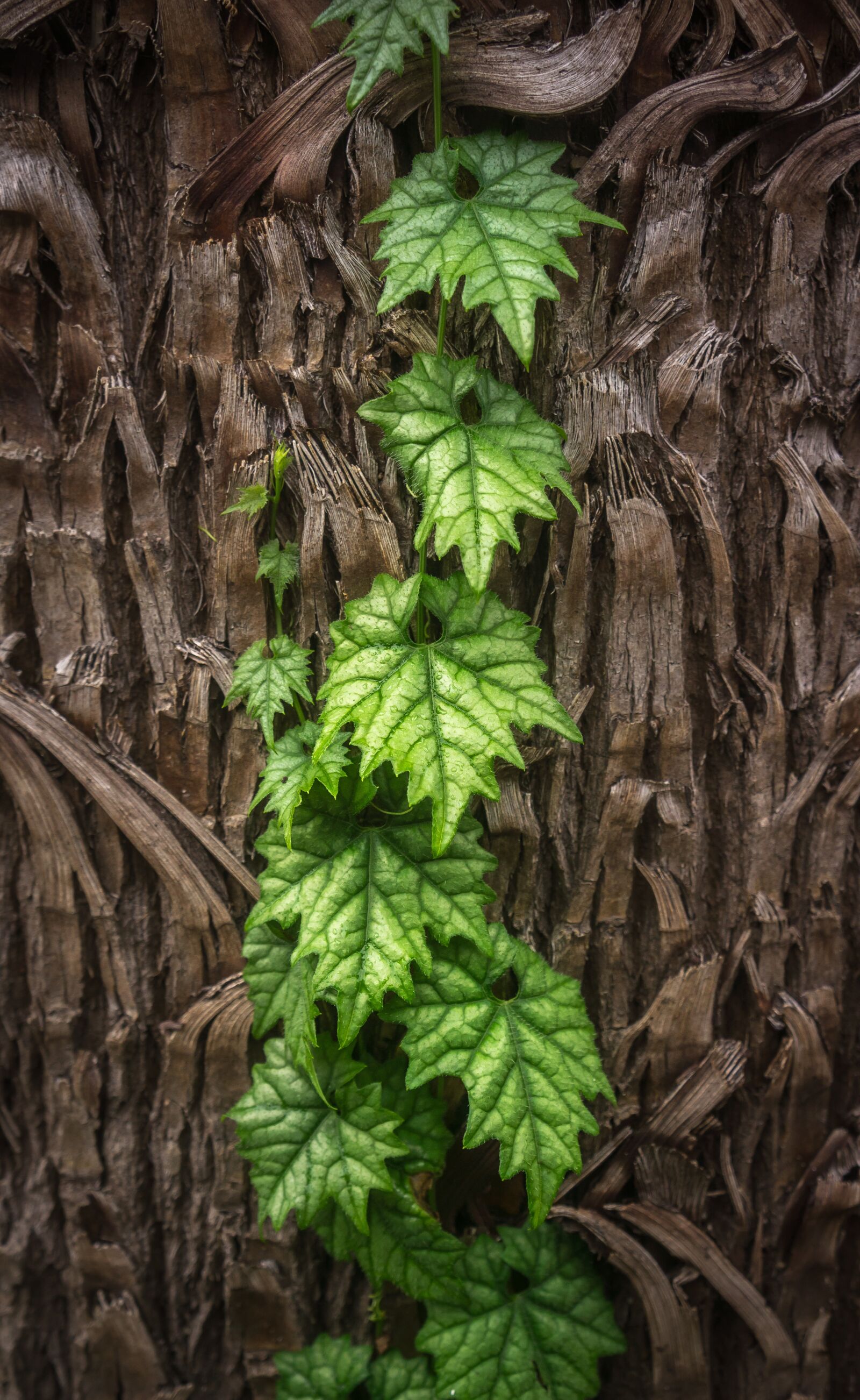 Sony Alpha NEX-5N sample photo. Ivy, leaf, nature photography