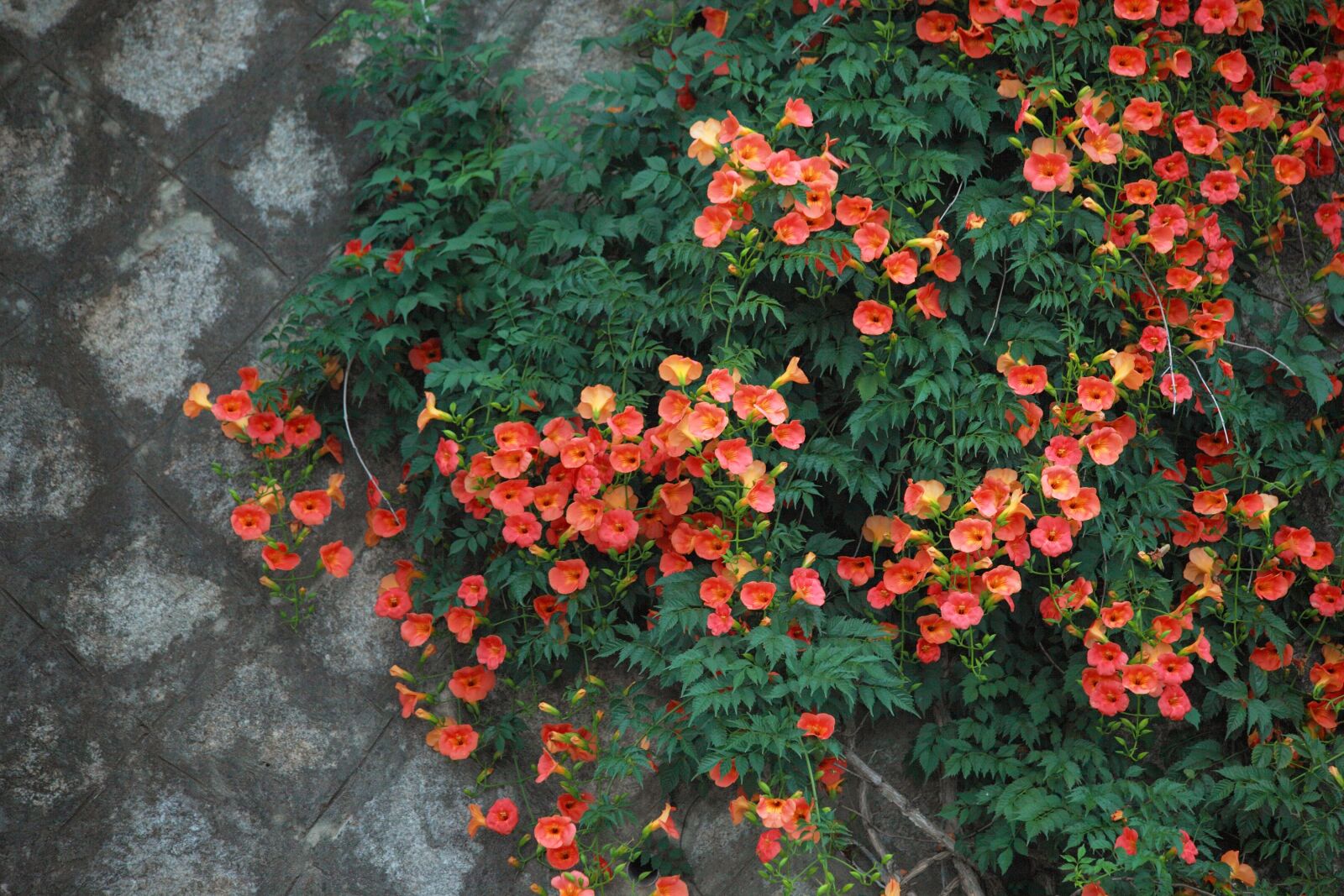 Canon EOS 5D Mark II sample photo. Campsis, flowers, summer flowers photography