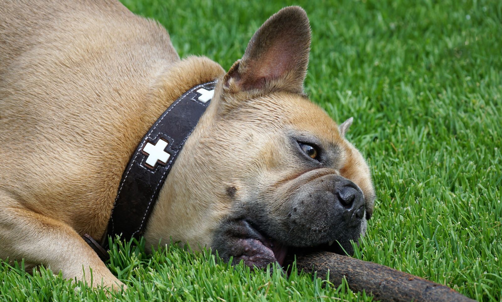 Sony E 70-350mm F4.5-6.3 G OSS sample photo. French bulldog, batons, dog photography