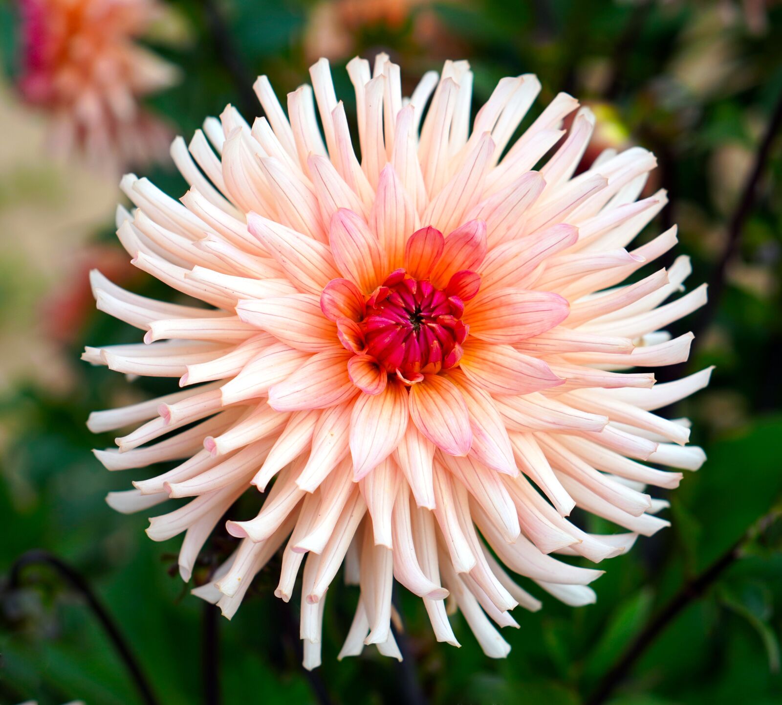 E 50mm F1.8 OSS sample photo. Dahlia, flower, blossom photography