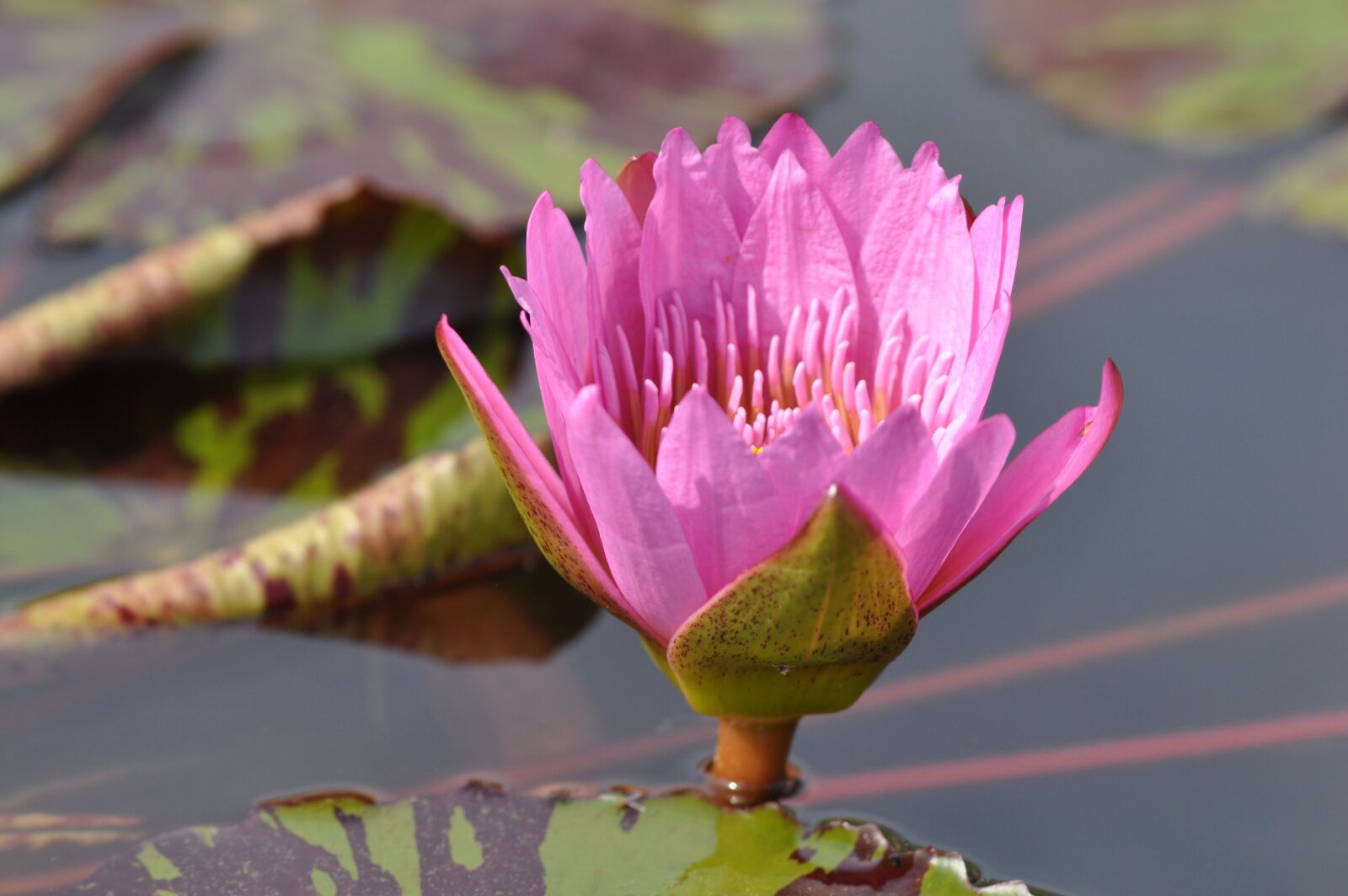 Nikon D90 sample photo. Nature, flowers, plants photography