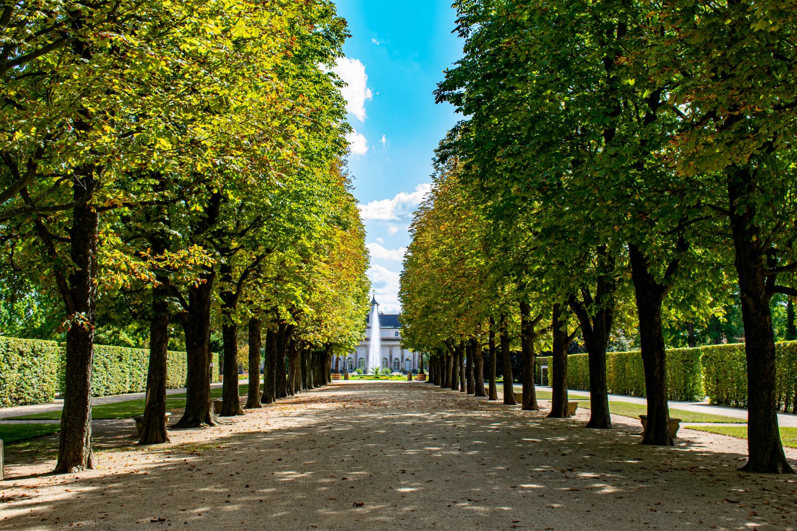 Nikon D5300 sample photo. Avenue, park, row of photography