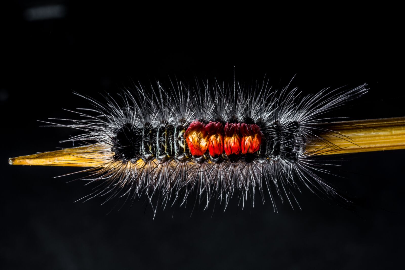 Nikon D5200 sample photo. Caterpillar, hairy, prickly photography