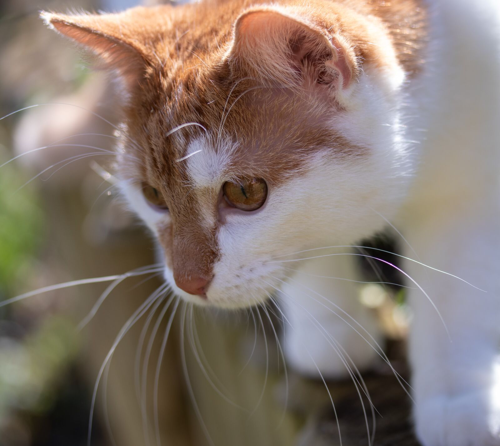 Canon EF-S 60mm F2.8 Macro USM sample photo. Cat, red, pet photography