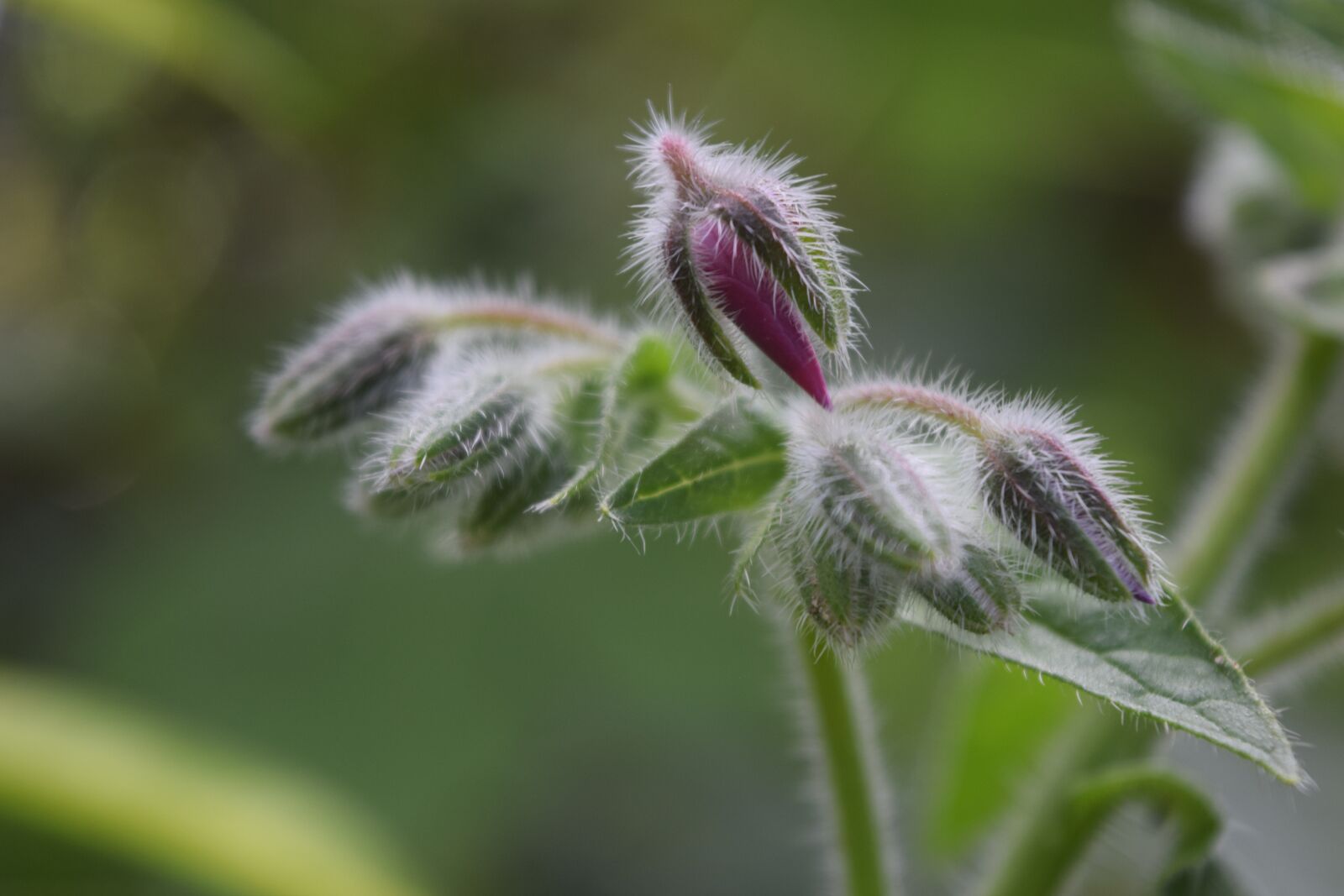 Nikon D3300 sample photo. Bud, flower bud, borage photography