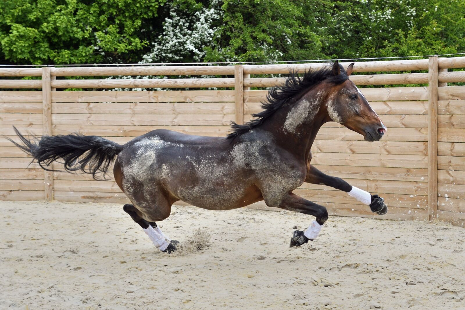 Nikon D500 sample photo. Horse, gallop, run photography