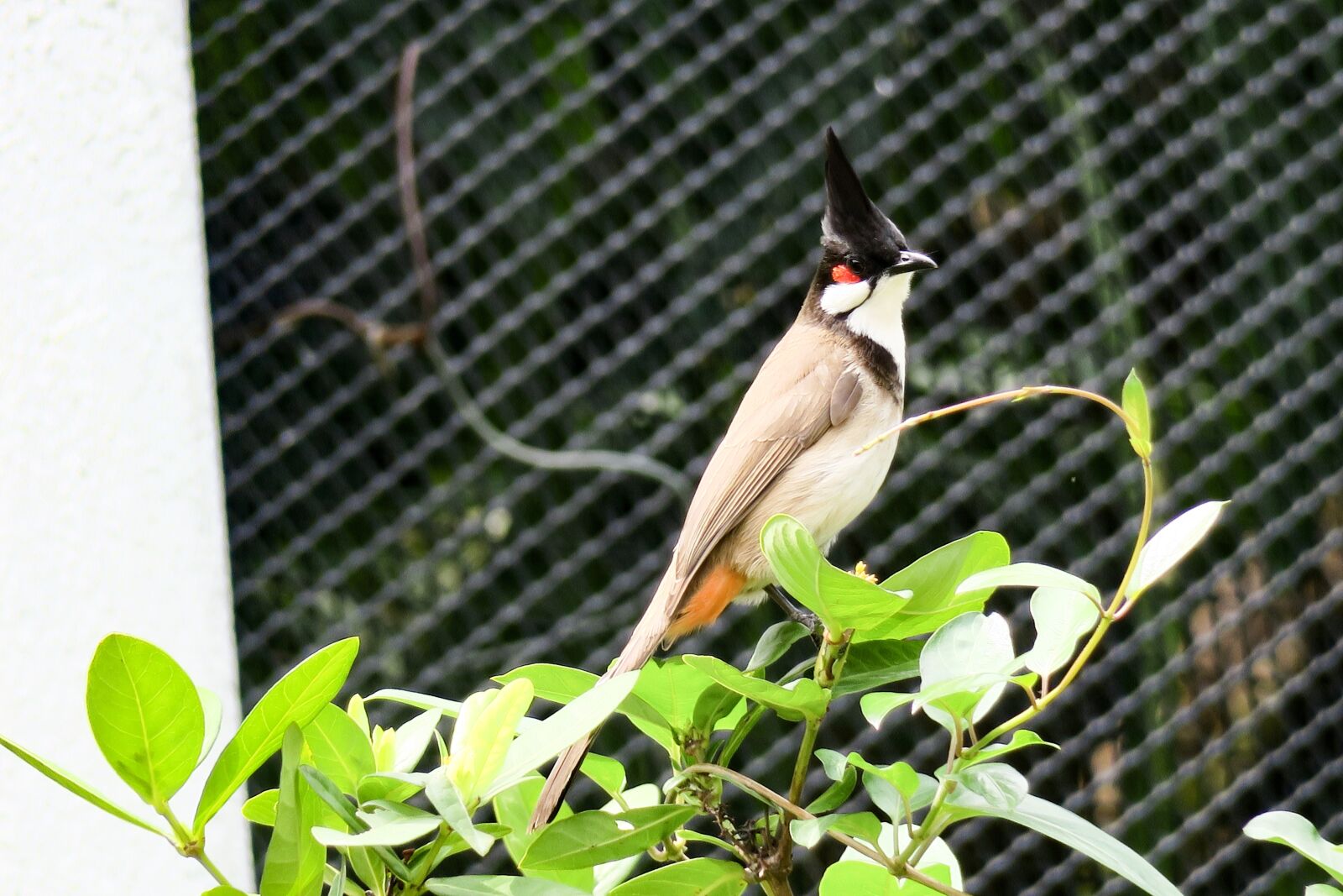 Canon PowerShot G3 X sample photo. 红耳鹎, nature, bird photography