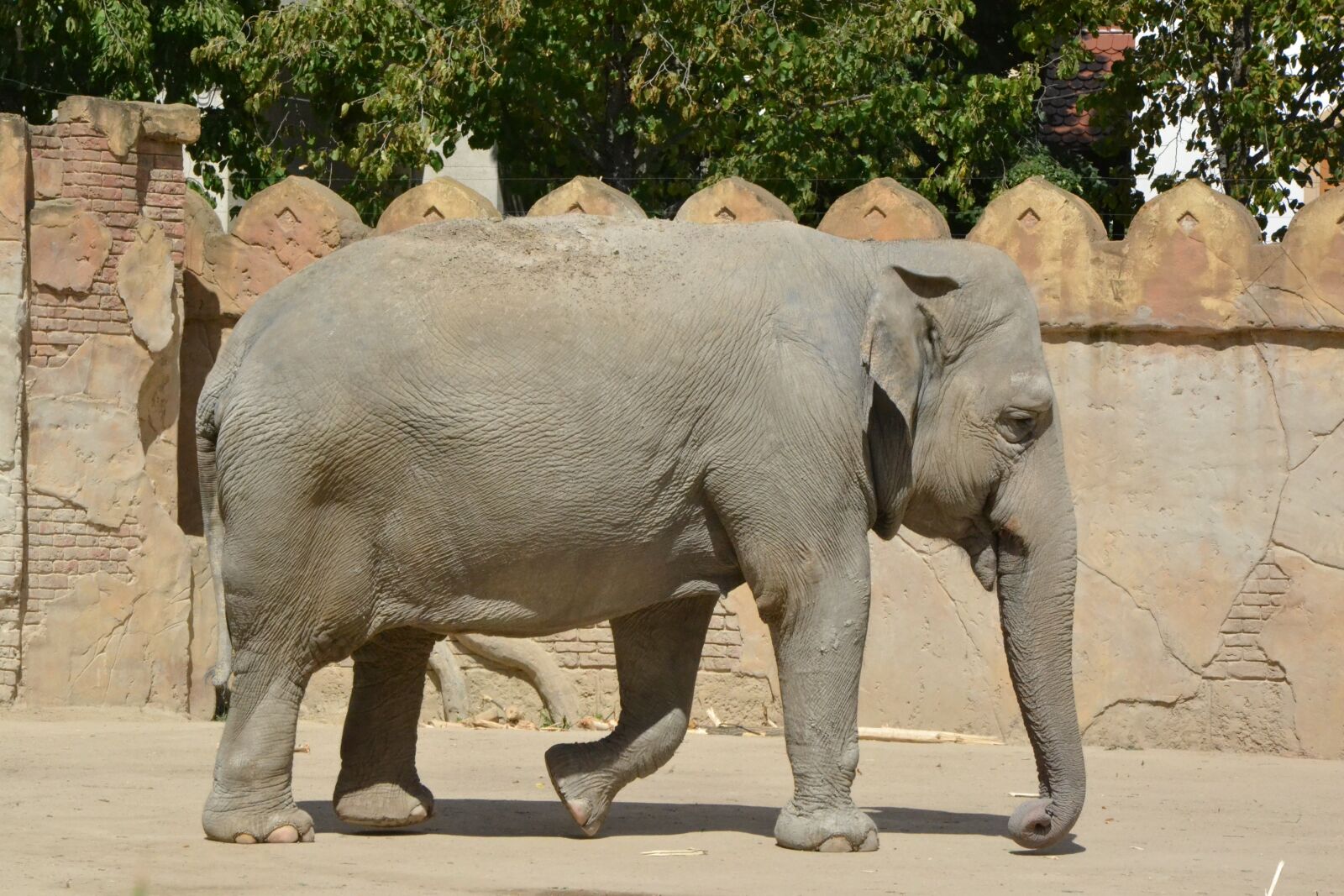Nikon D3100 sample photo. Animal, mammal, nature photography