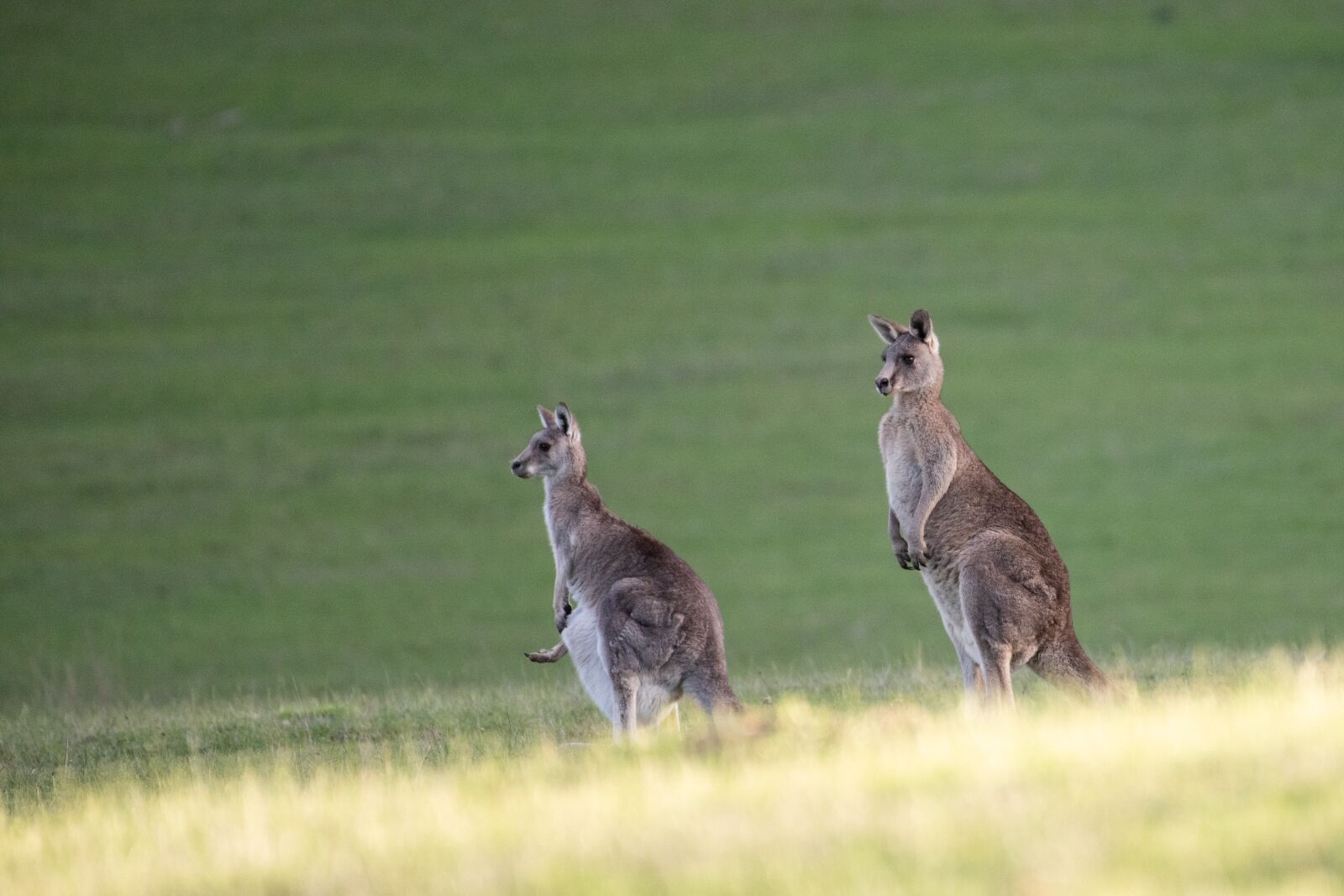 Nikon D750 sample photo. Eastern grey kangaroo, kangaroo photography