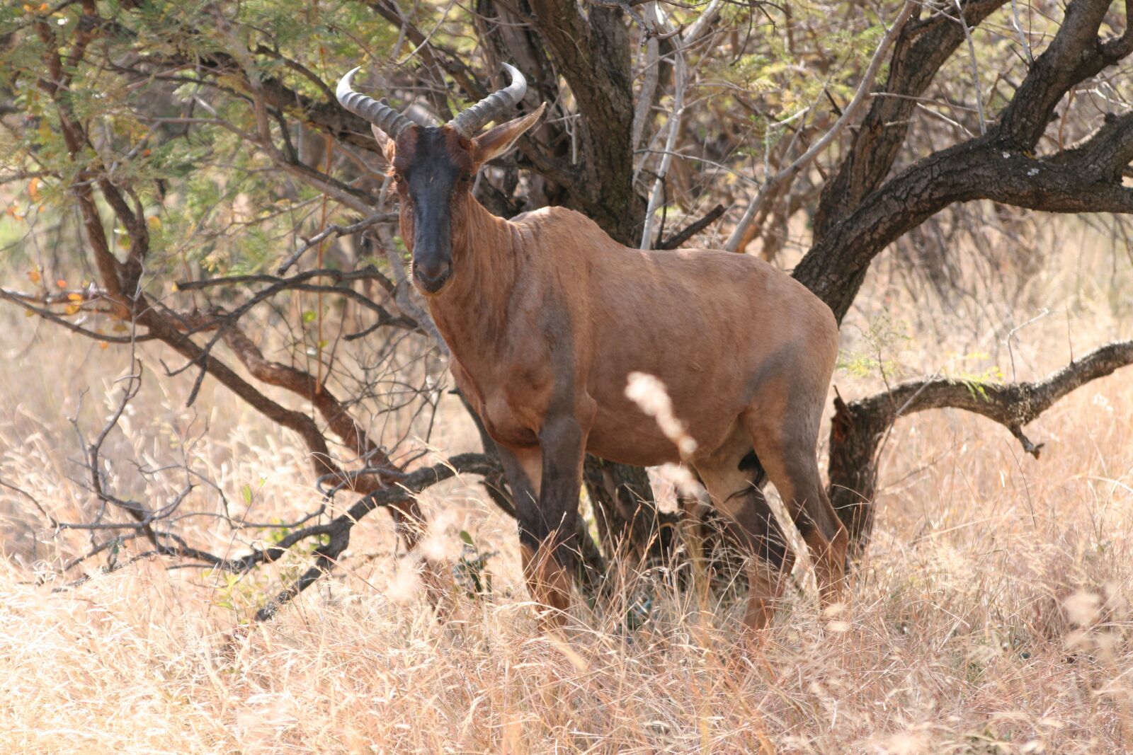Canon EOS 400D (EOS Digital Rebel XTi / EOS Kiss Digital X) sample photo. Antelope, africa, safari photography