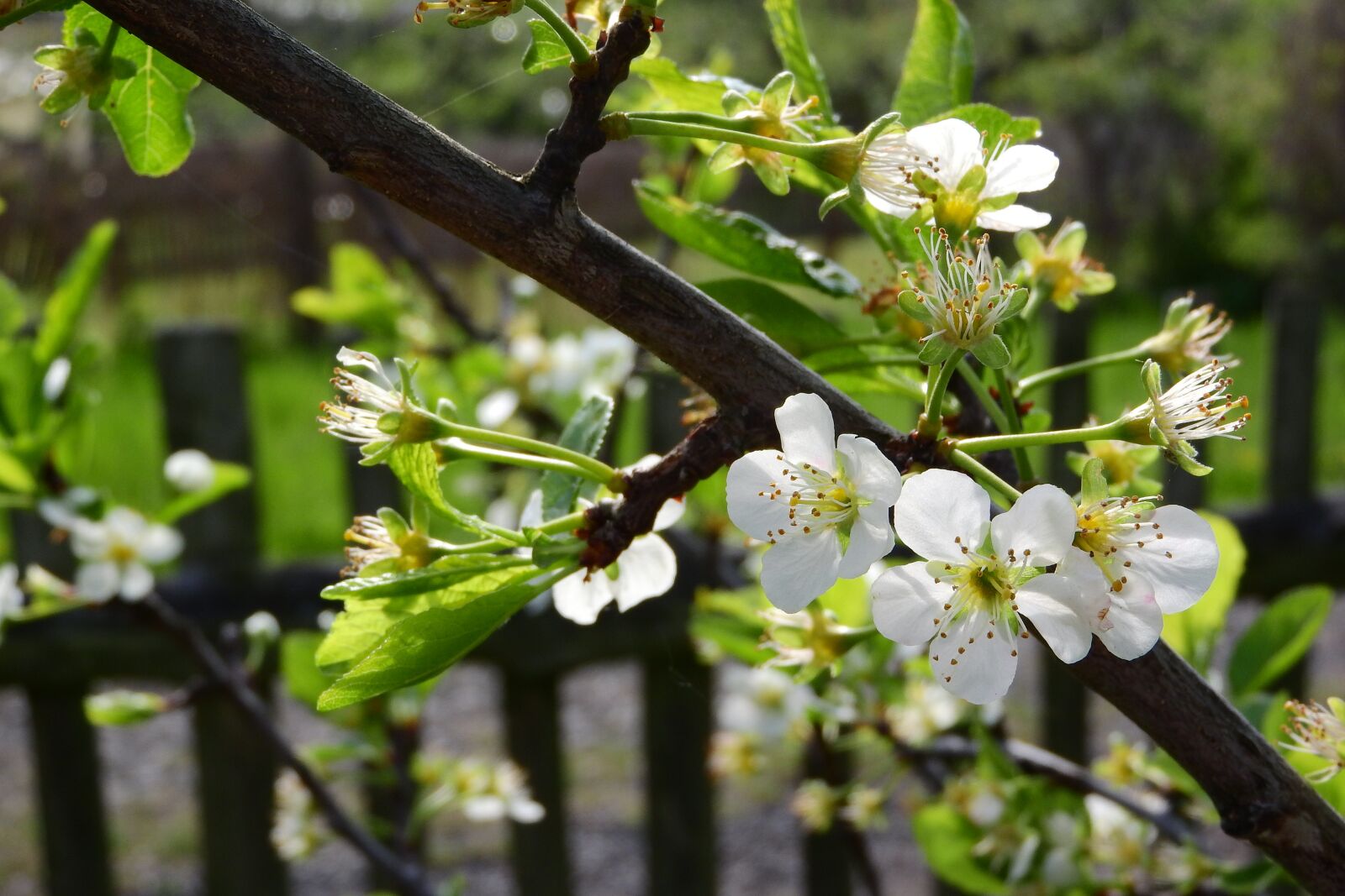 Nikon Coolpix P610 sample photo. Cherry blossoms, cherry blossom photography