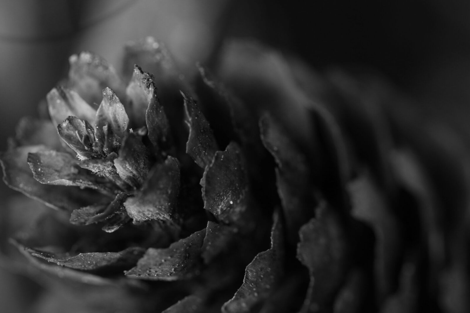 Canon EOS 7D Mark II sample photo. Pinecone, macro, nature photography