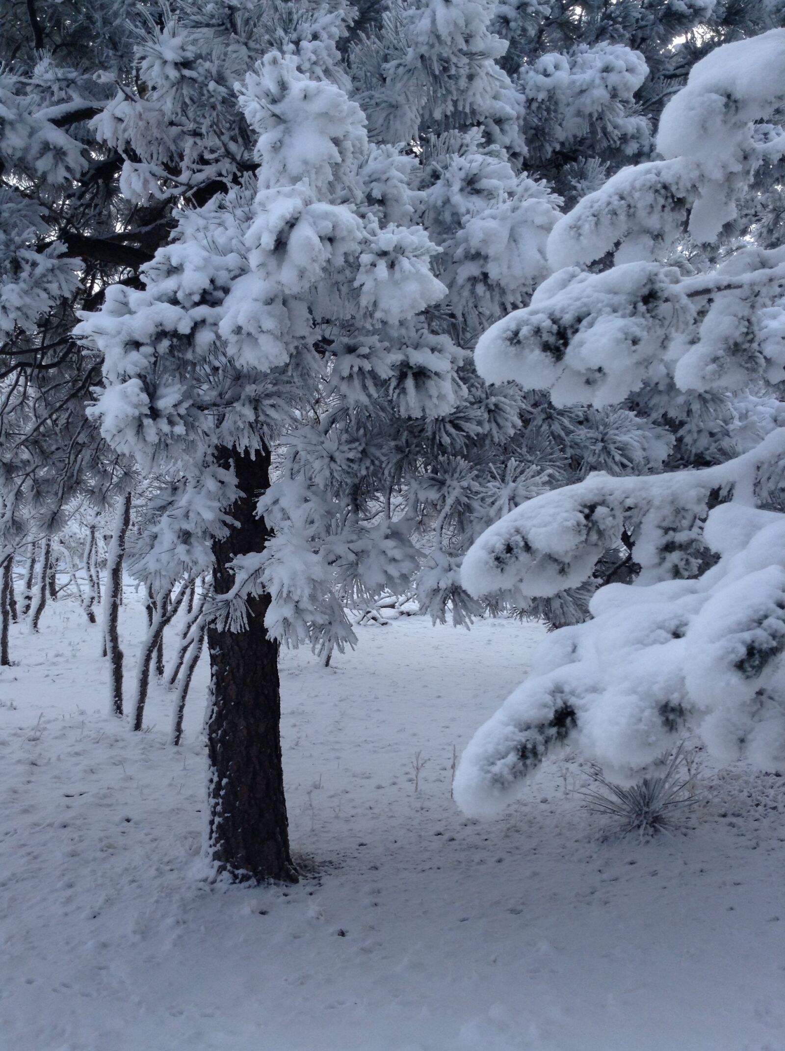 Apple iPad mini + iPad mini back camera 3.3mm f/2.4 sample photo. Snow, covered, trees photography