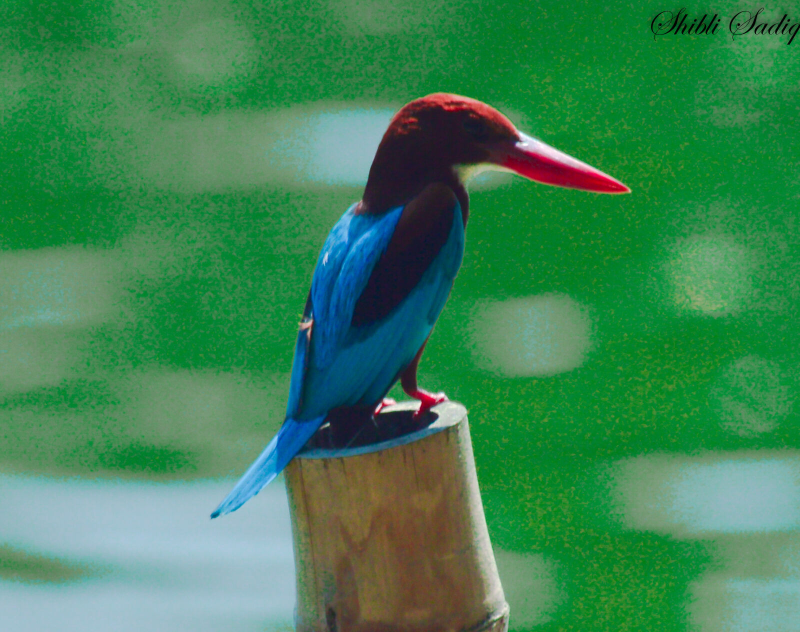 Nikon D3200 sample photo. Beauty, bird, blue, charming photography