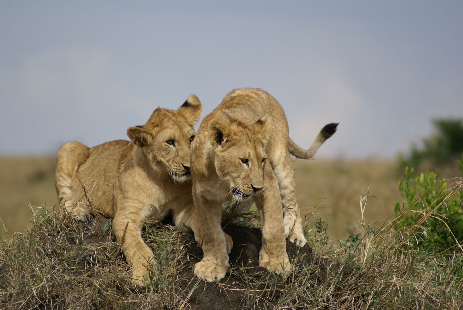 Sony Alpha DSLR-A100 sample photo. Lion, cat, africa photography
