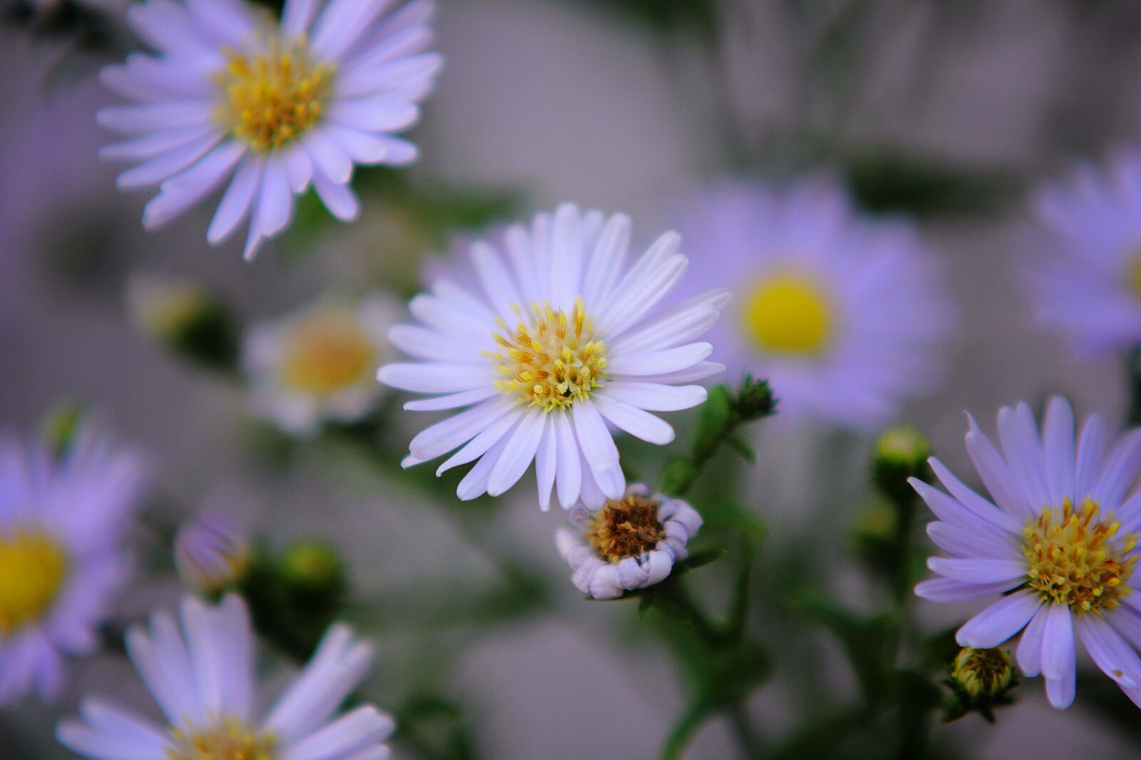 Canon EOS 550D (EOS Rebel T2i / EOS Kiss X4) sample photo. Natural, close up, flower photography