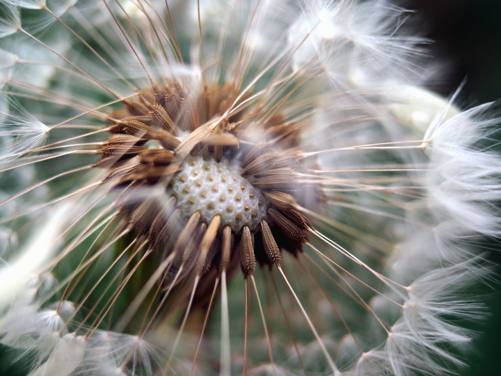 Olympus OM-D E-M10 II sample photo. Dandelion, seed, plant, nature photography