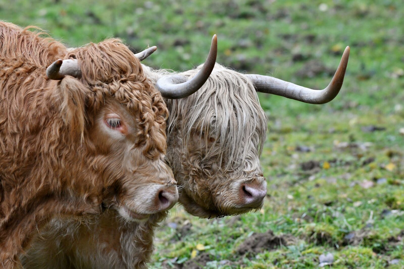 Nikon D500 sample photo. Bull, cow, scottish highlander photography