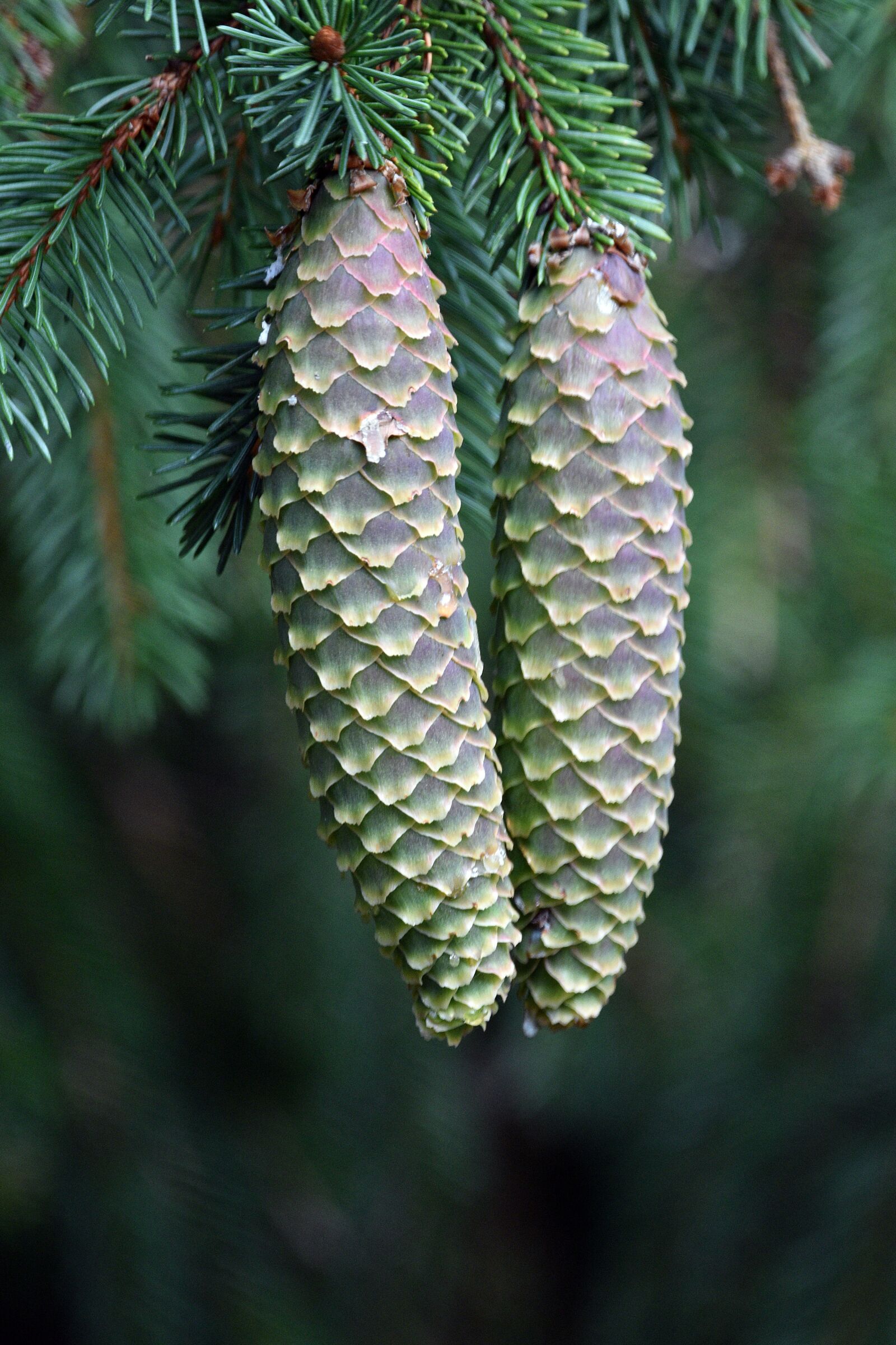 Nikon D3400 sample photo. Cones, pine cone, tree photography