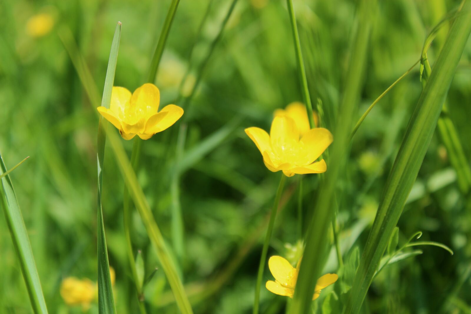Canon EOS 1300D (EOS Rebel T6 / EOS Kiss X80) sample photo. Meadow, your marigolds, flowers photography