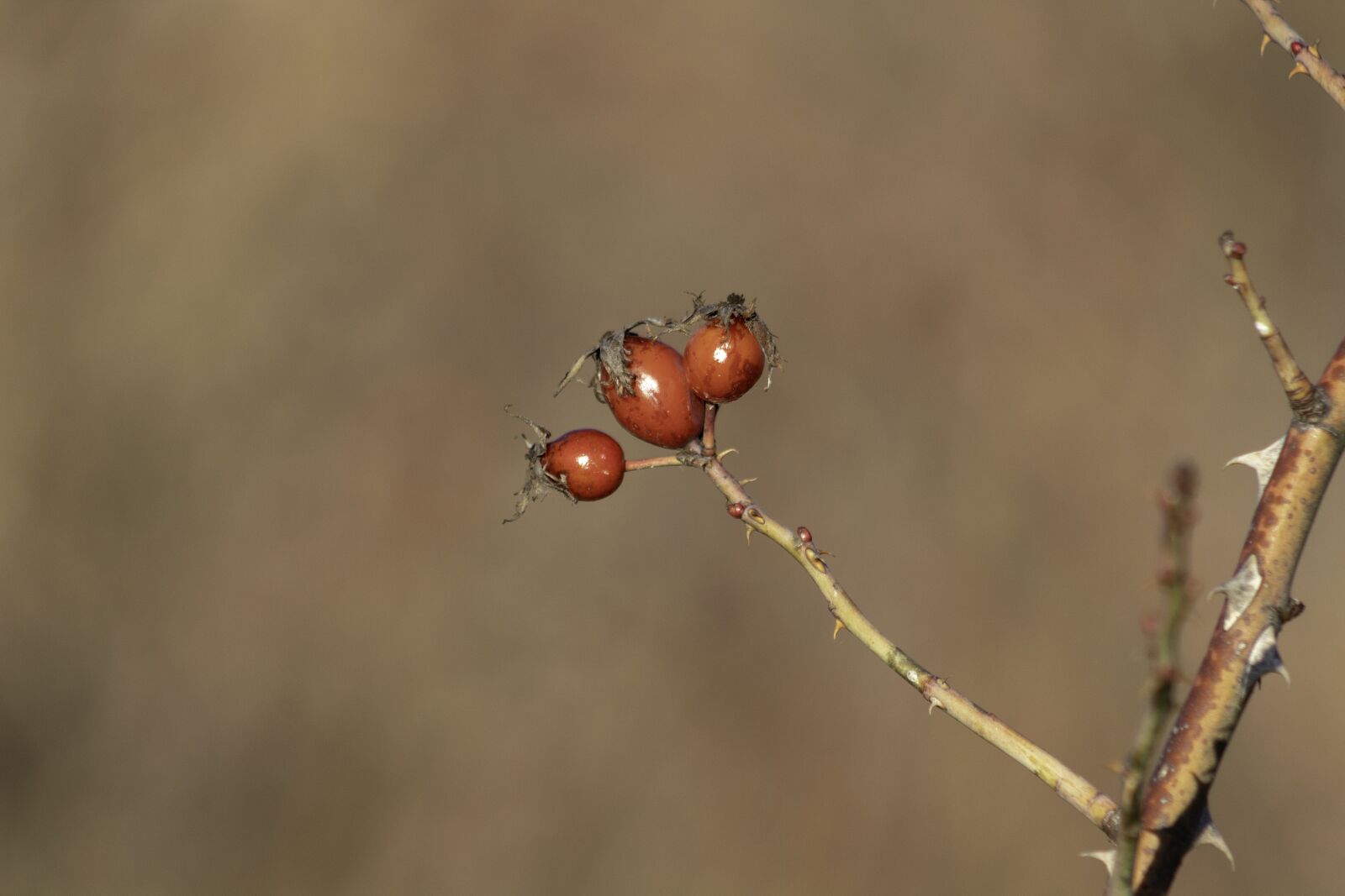 Canon EF75-300mm f/4-5.6 sample photo. Wildflower, rosehips, brian photography