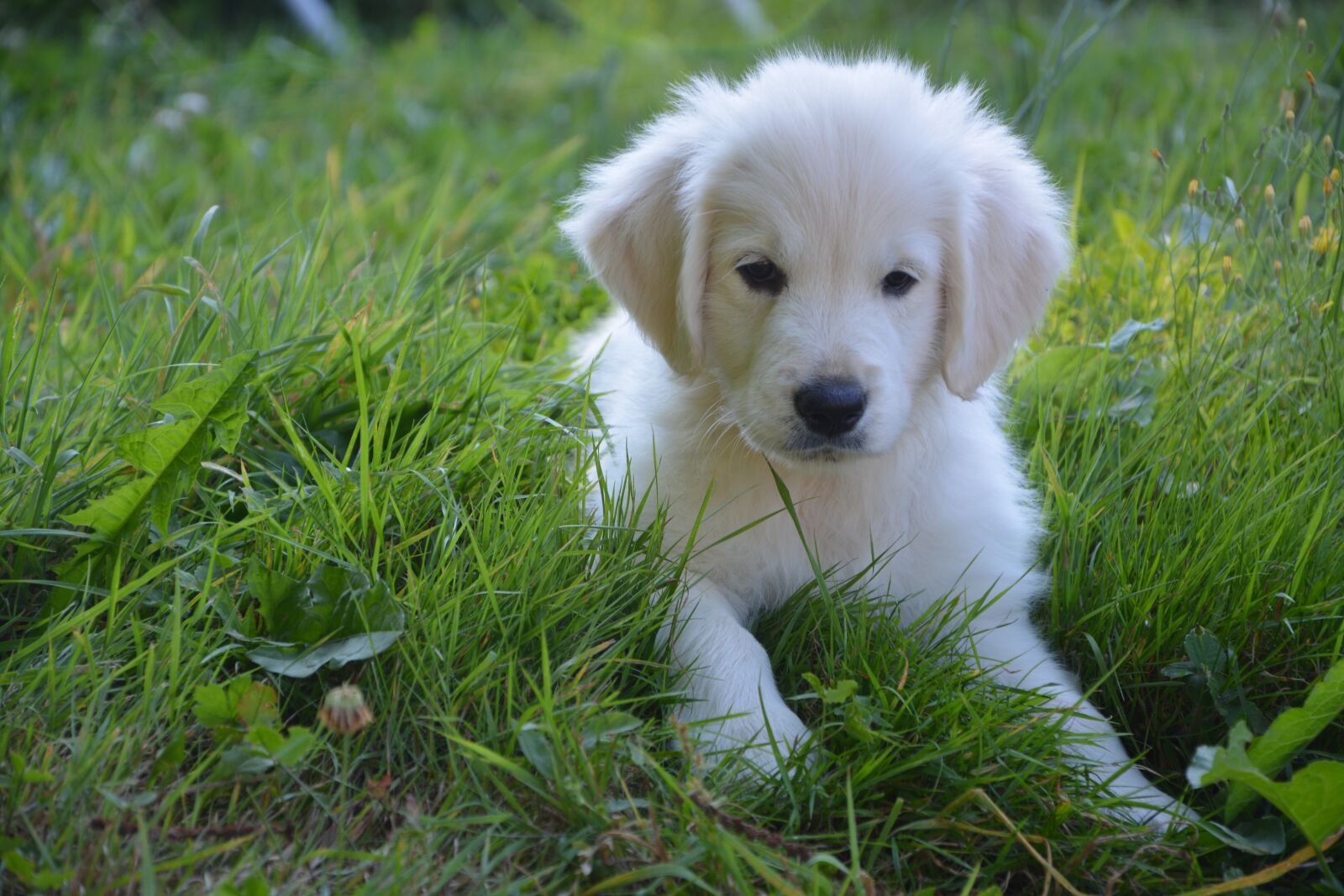 Nikon D5200 sample photo. Dog, domestic animal, golden photography