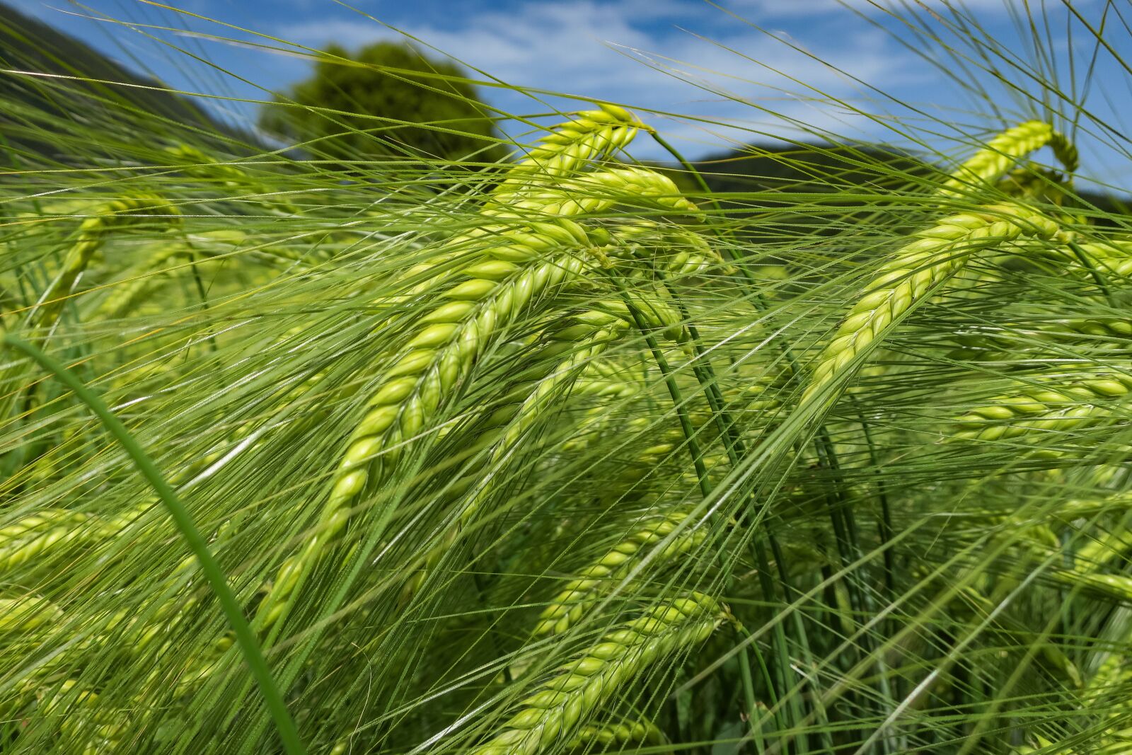 Canon PowerShot G9 X sample photo. Barley, green, cereals photography