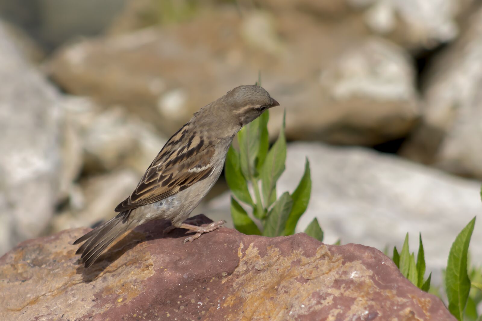 Canon EF75-300mm f/4-5.6 sample photo. Sparrow, bird, cheeky photography