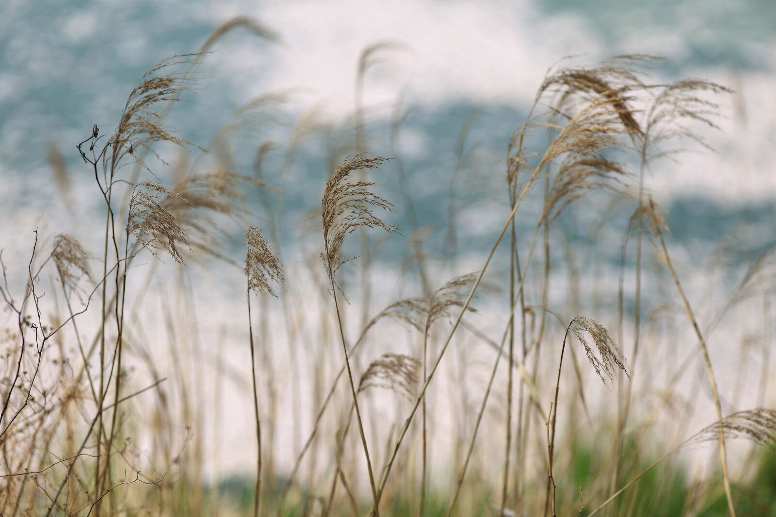 Canon EF 135mm F2L USM sample photo