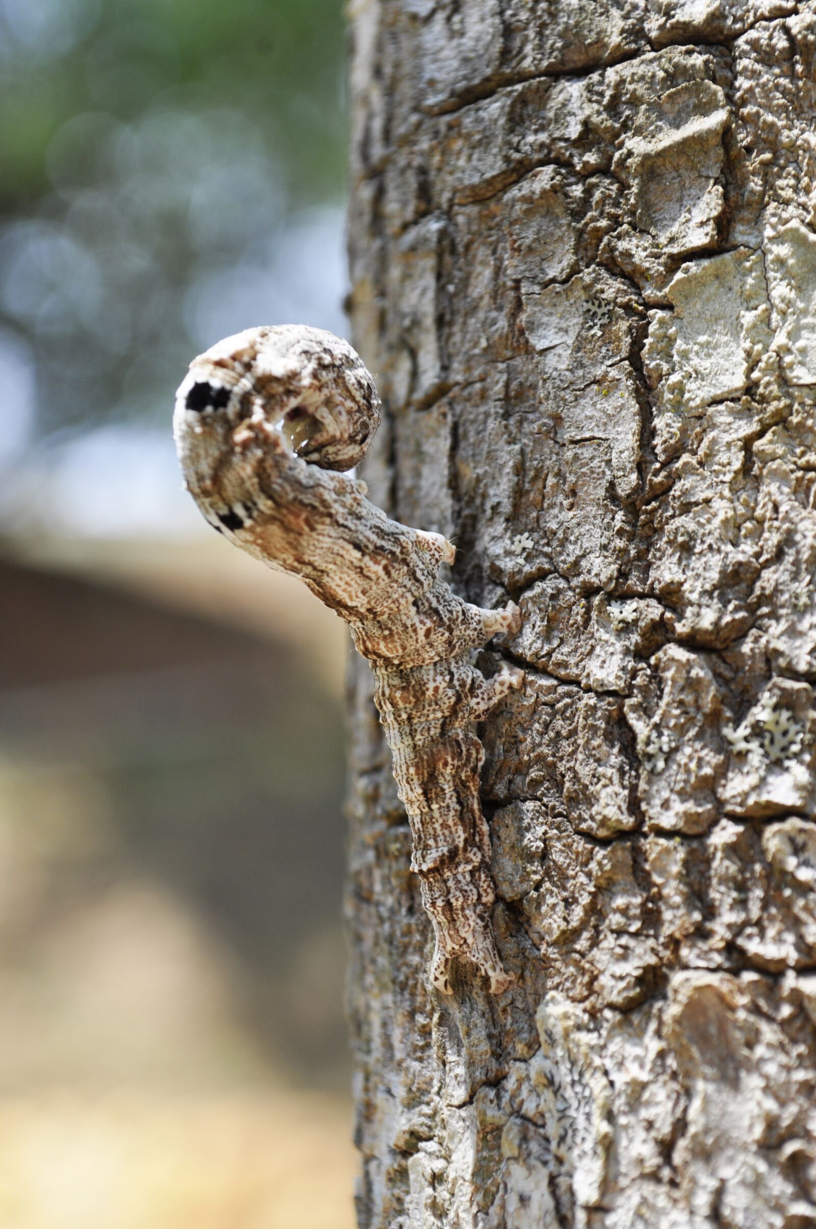 Nikon D5000 sample photo. Nature, life, forest photography