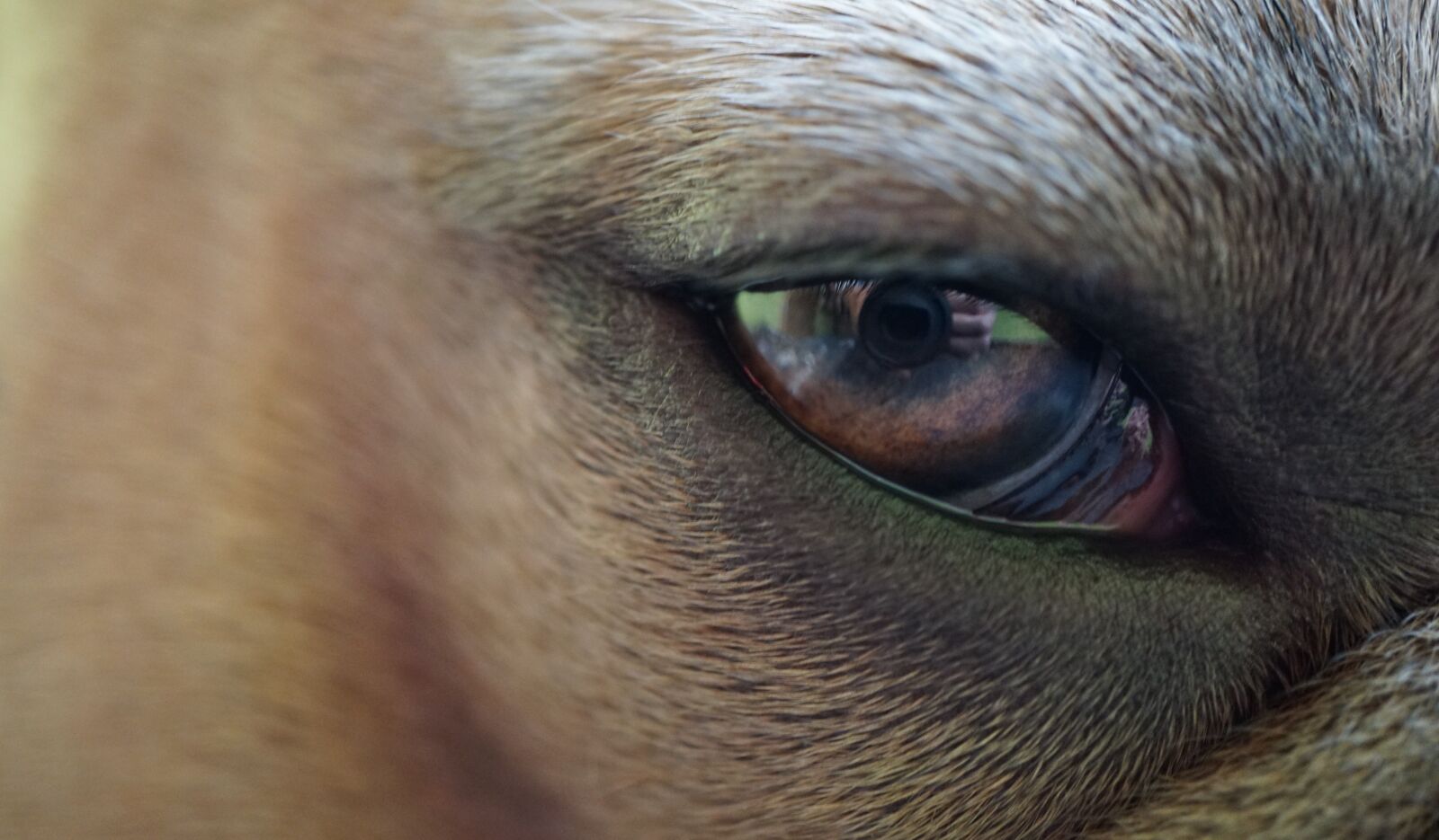 Sony E 30mm F3.5 Macro sample photo. Eye, iris, pupil photography