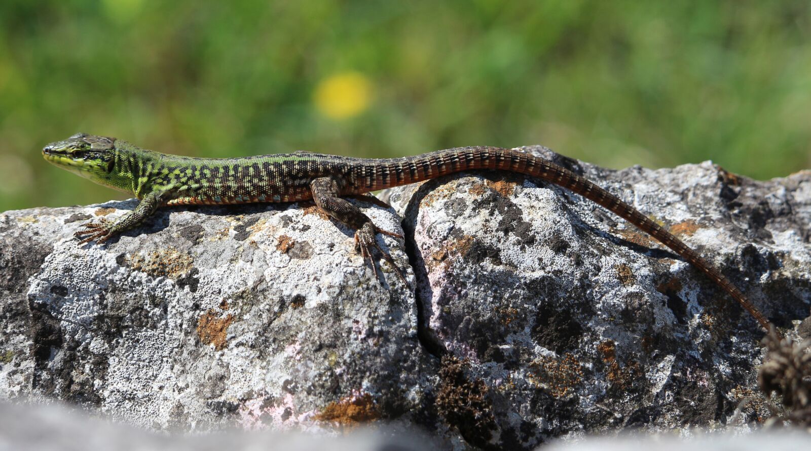 Canon EOS 700D (EOS Rebel T5i / EOS Kiss X7i) sample photo. Italian wall lizard, wall photography