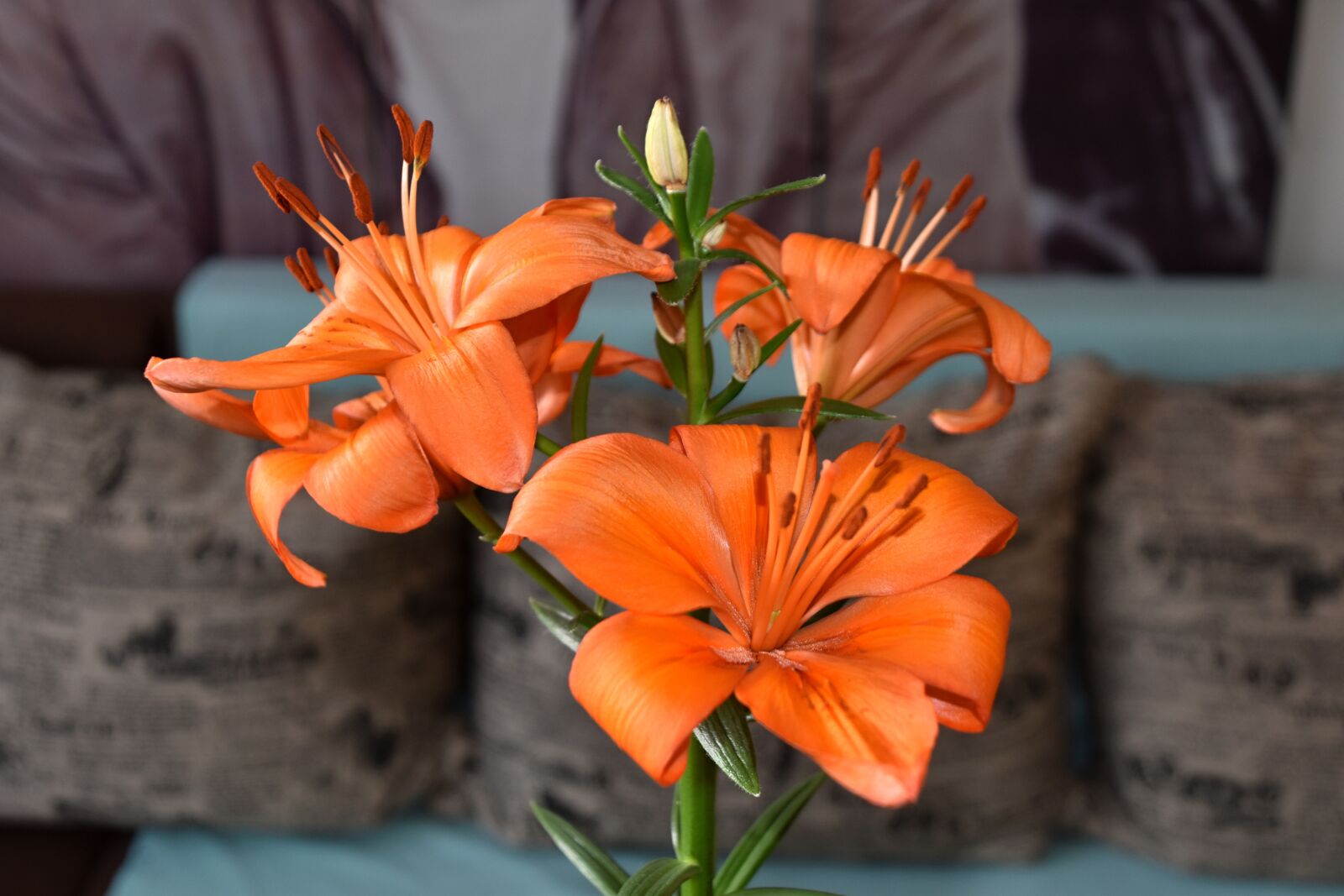 Nikon D3500 sample photo. Flower, lily, botany photography