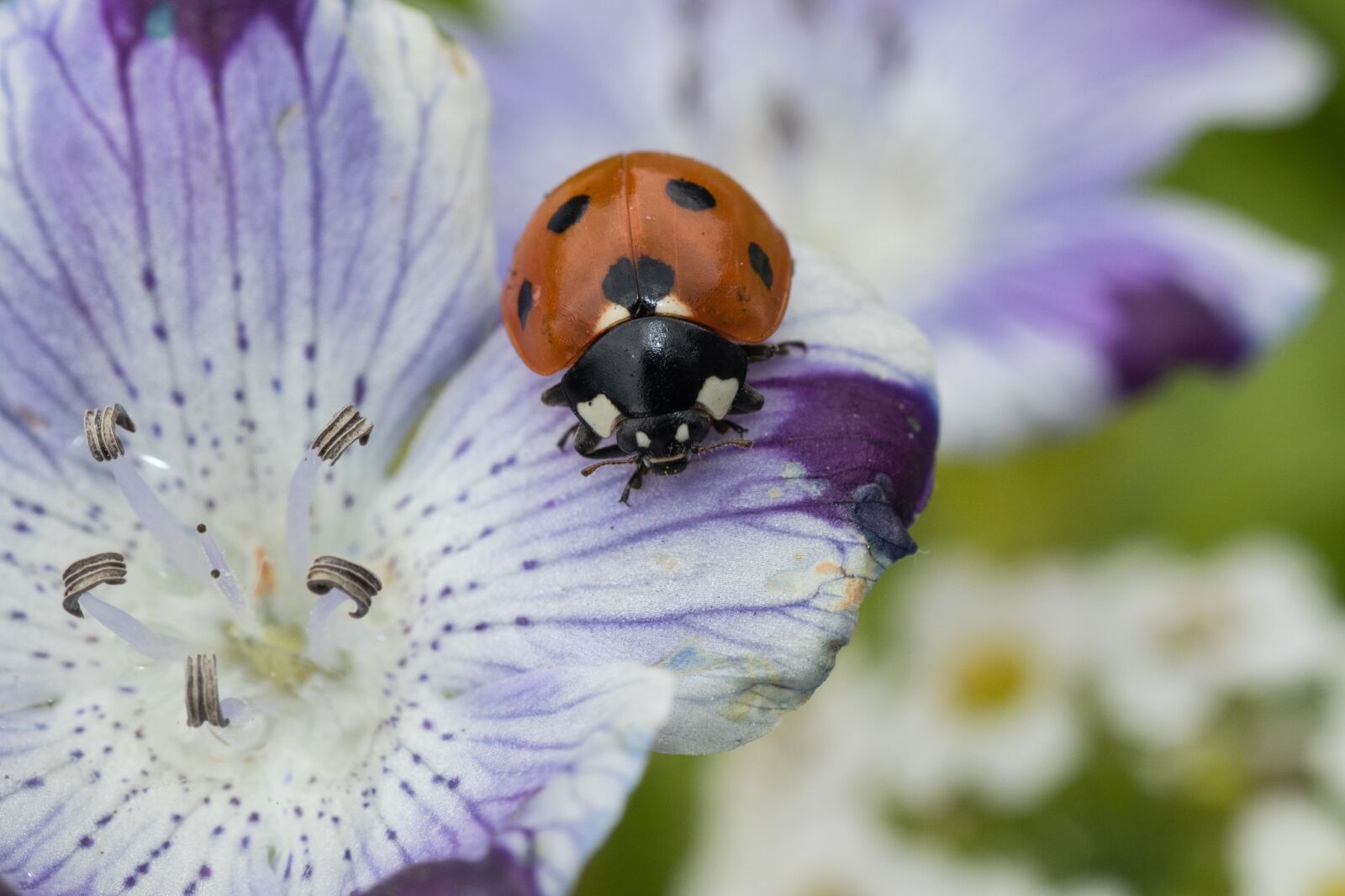 Canon EOS 7D Mark II sample photo. Ladybug, siebenpunkt, red photography
