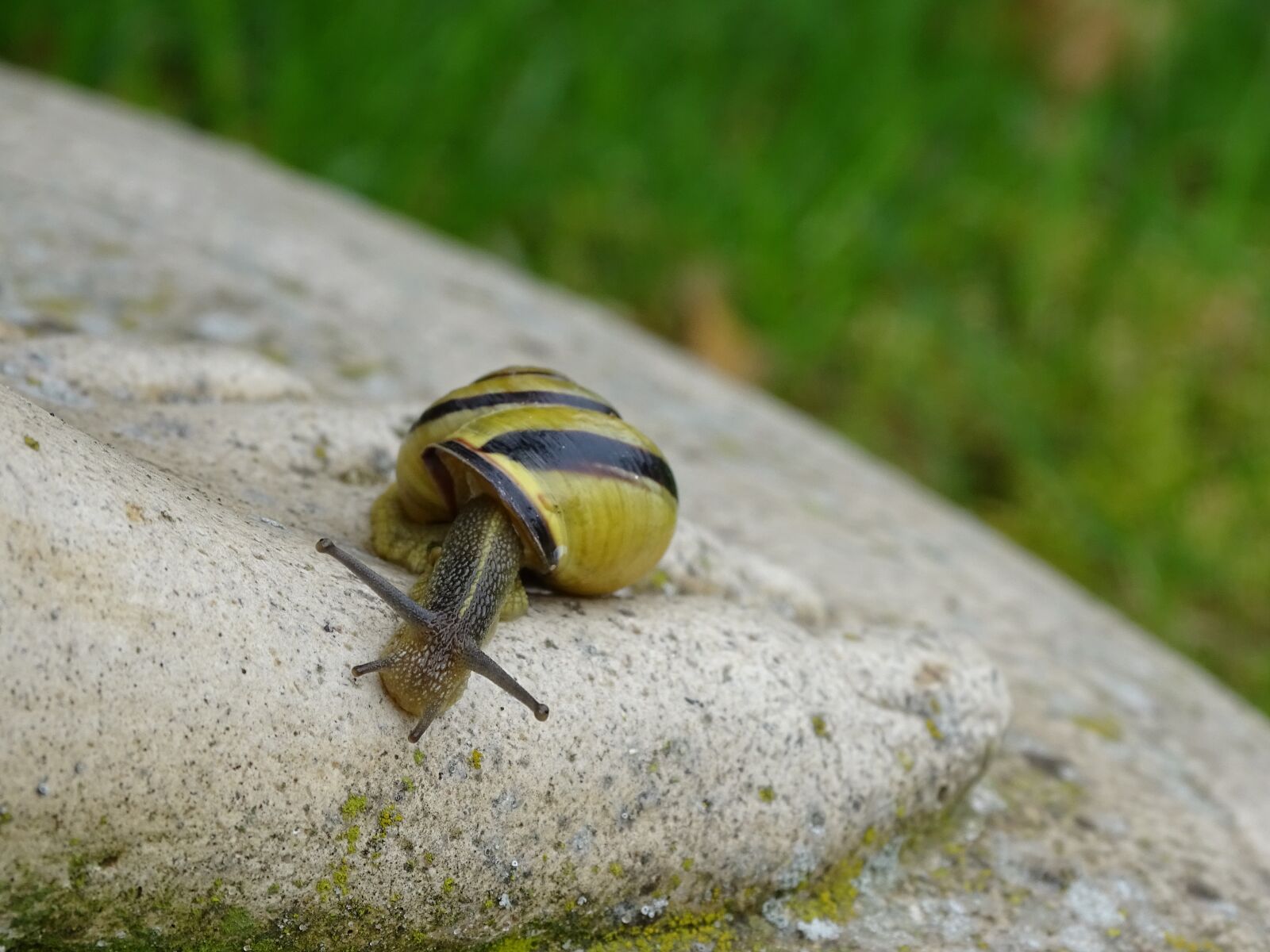 Sony Cyber-shot DSC-HX400V sample photo. Snail, shellfish, garden snail photography
