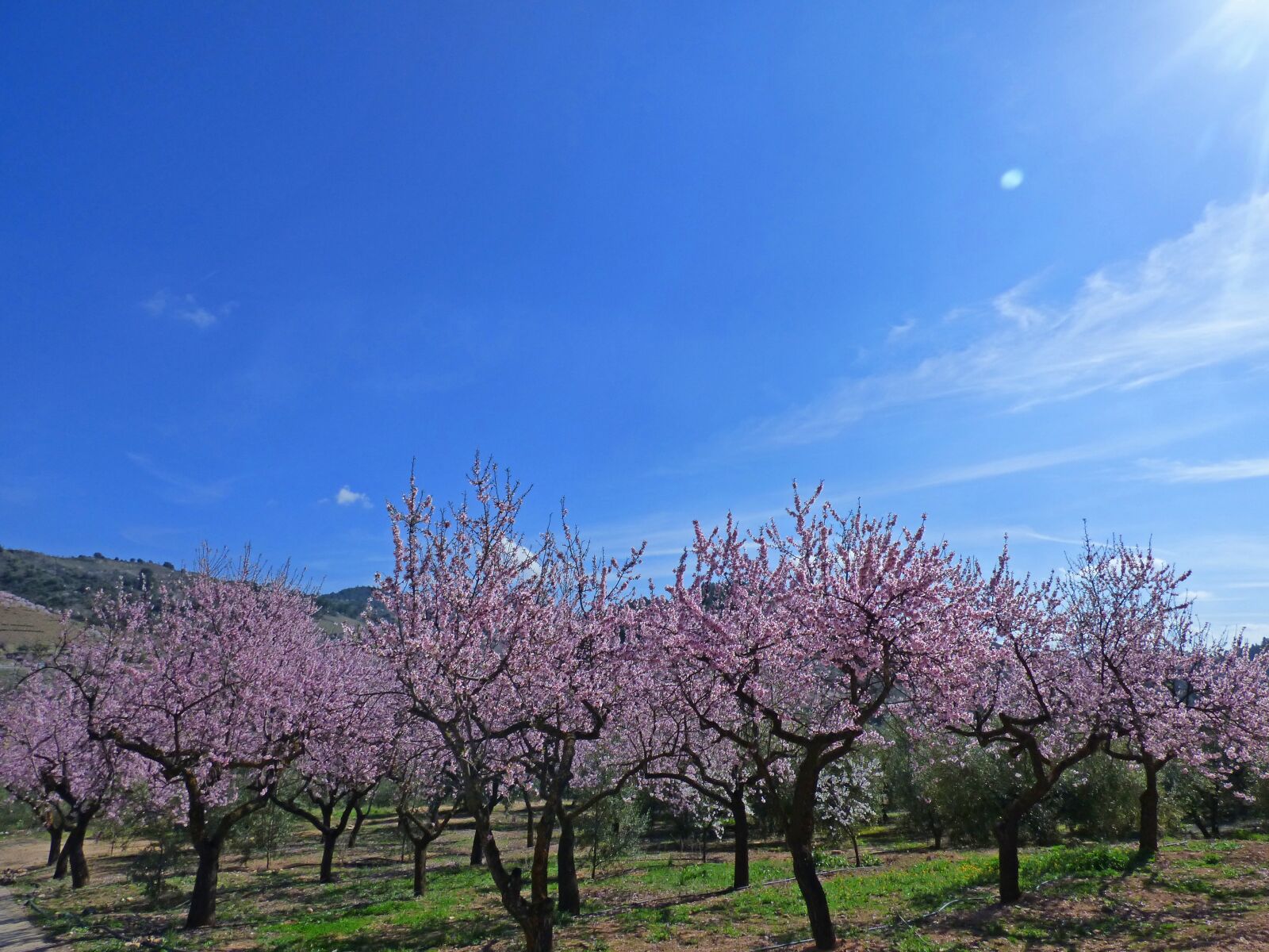 Panasonic Lumix DMC-FZ70 sample photo. Almond grove, flowering almond photography