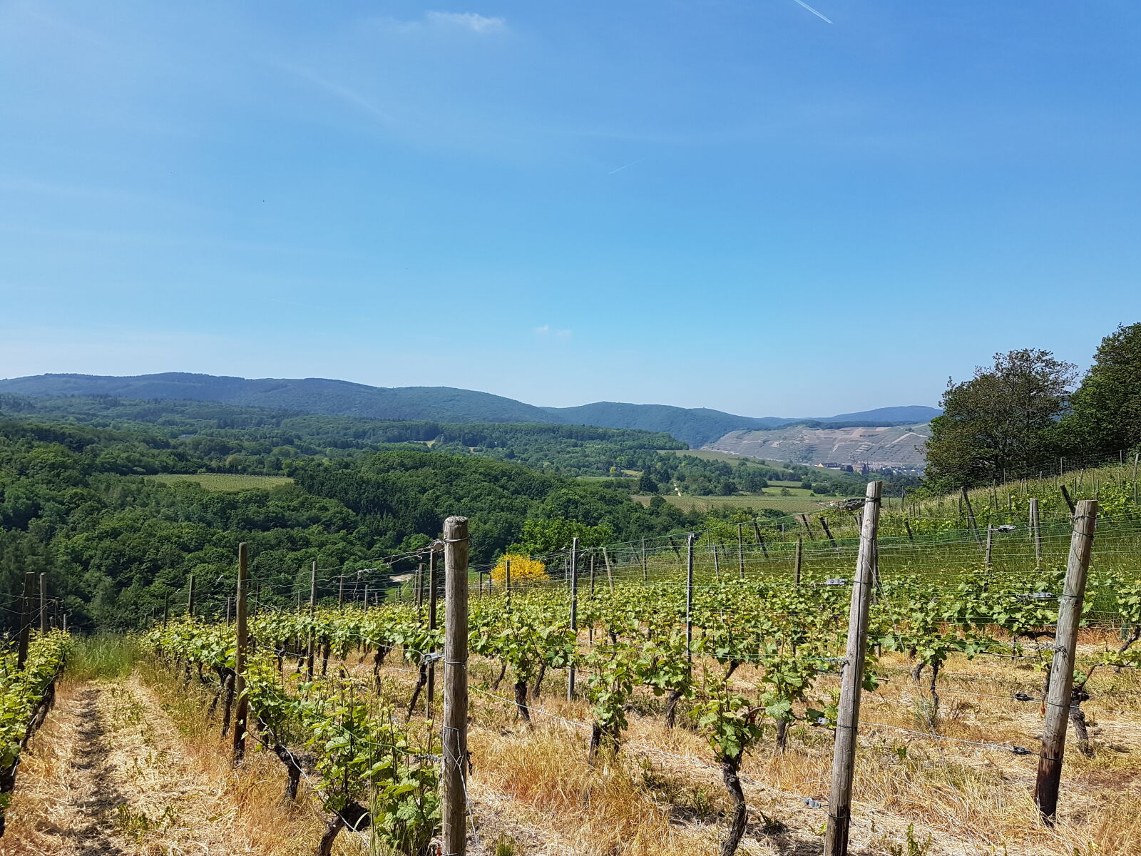 Samsung Galaxy S7 Edge sample photo. Forest, vineyard photography