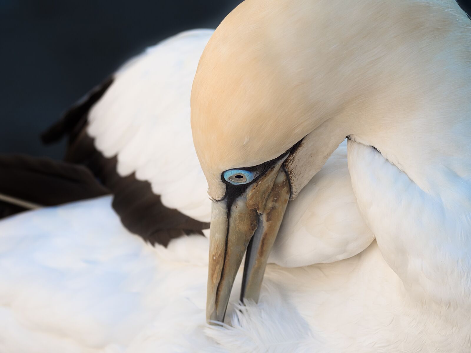 OLYMPUS M.300mm F4.0 sample photo. Cape gannet preening, bird photography