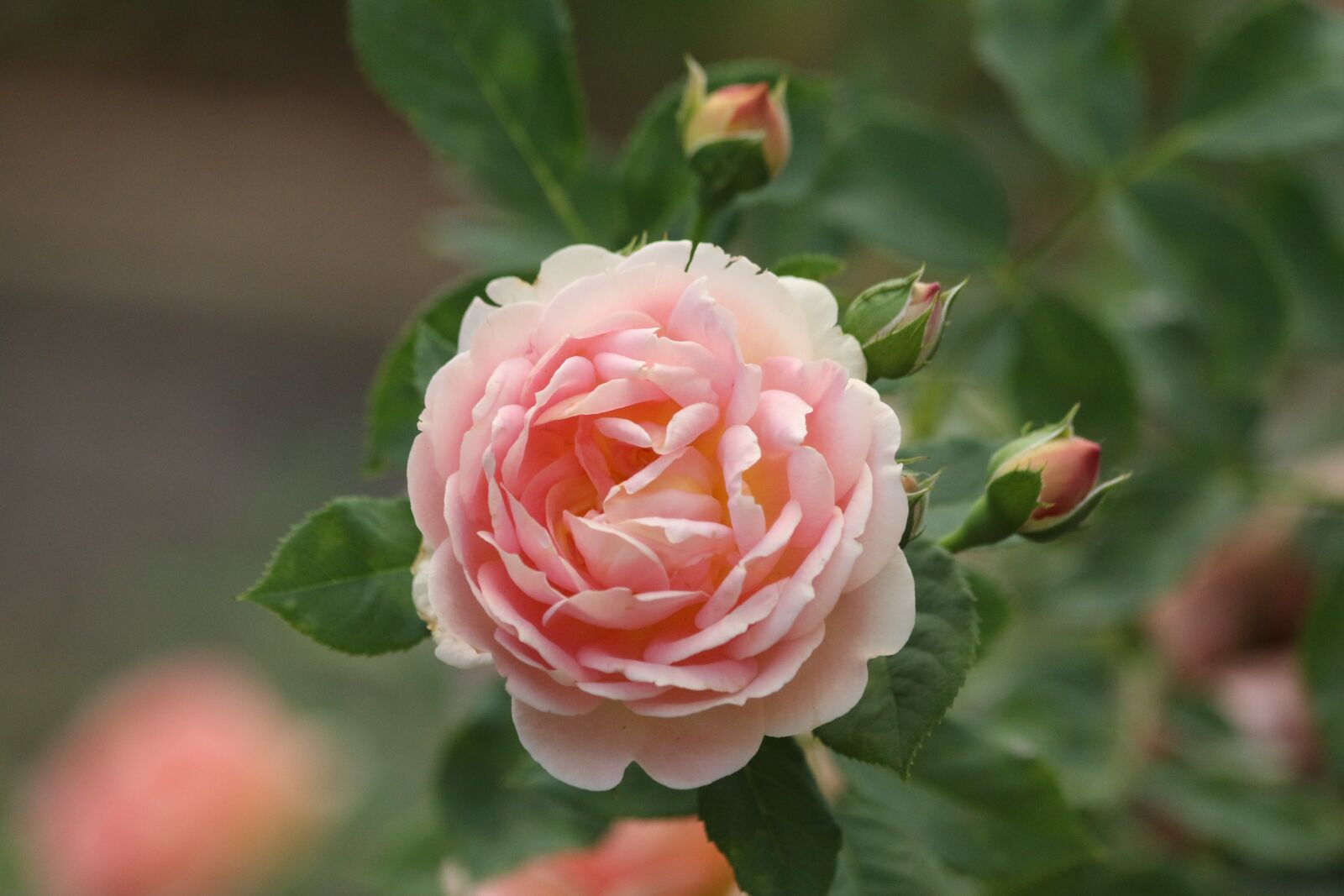 Canon EF 70-300mm F4-5.6 IS USM sample photo. Rose, pink, green photography