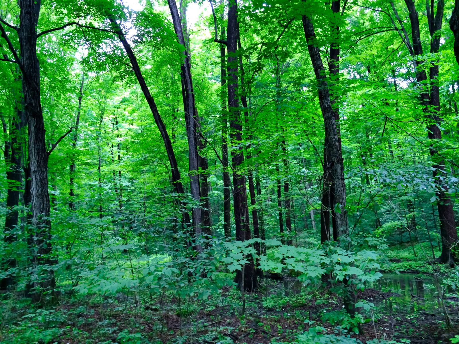iPhone 5s back camera 4.15mm f/2.2 sample photo. Forest, green, nature photography