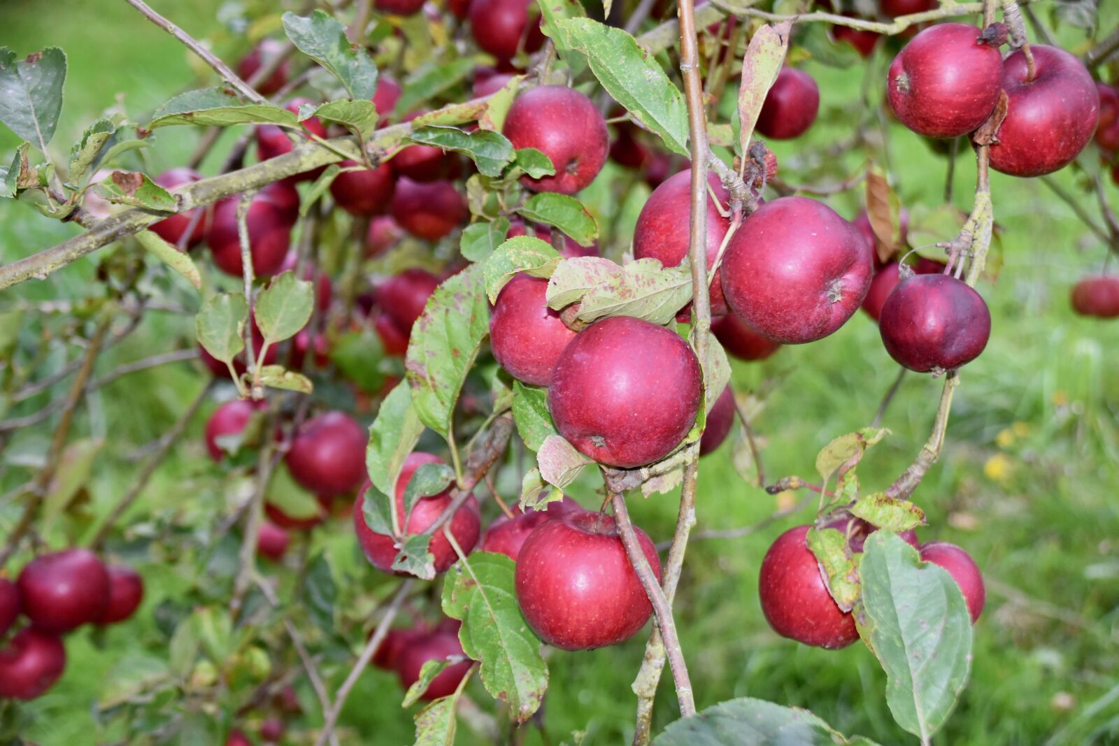 Nikon D5600 sample photo. Apples, apple, red apples photography
