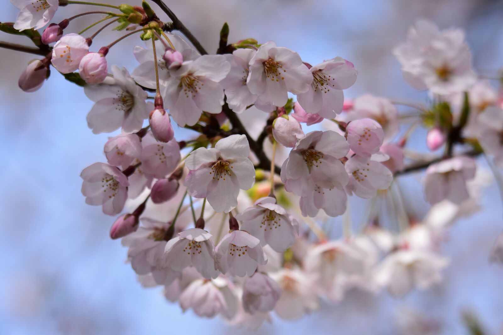Nikon D7200 sample photo. Natural, landscape, plant photography