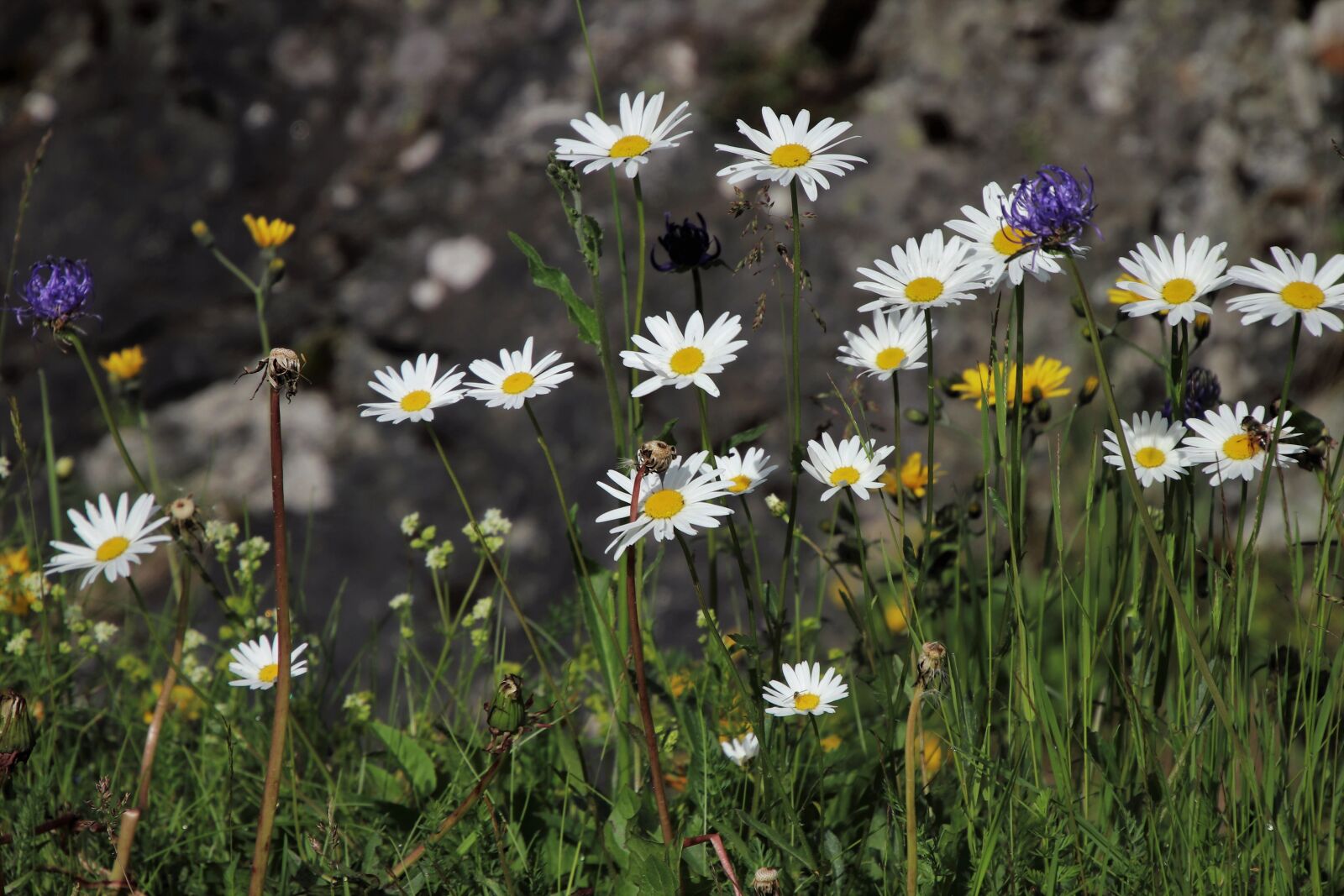 Canon EOS 80D sample photo. Flowers, the beasts of photography