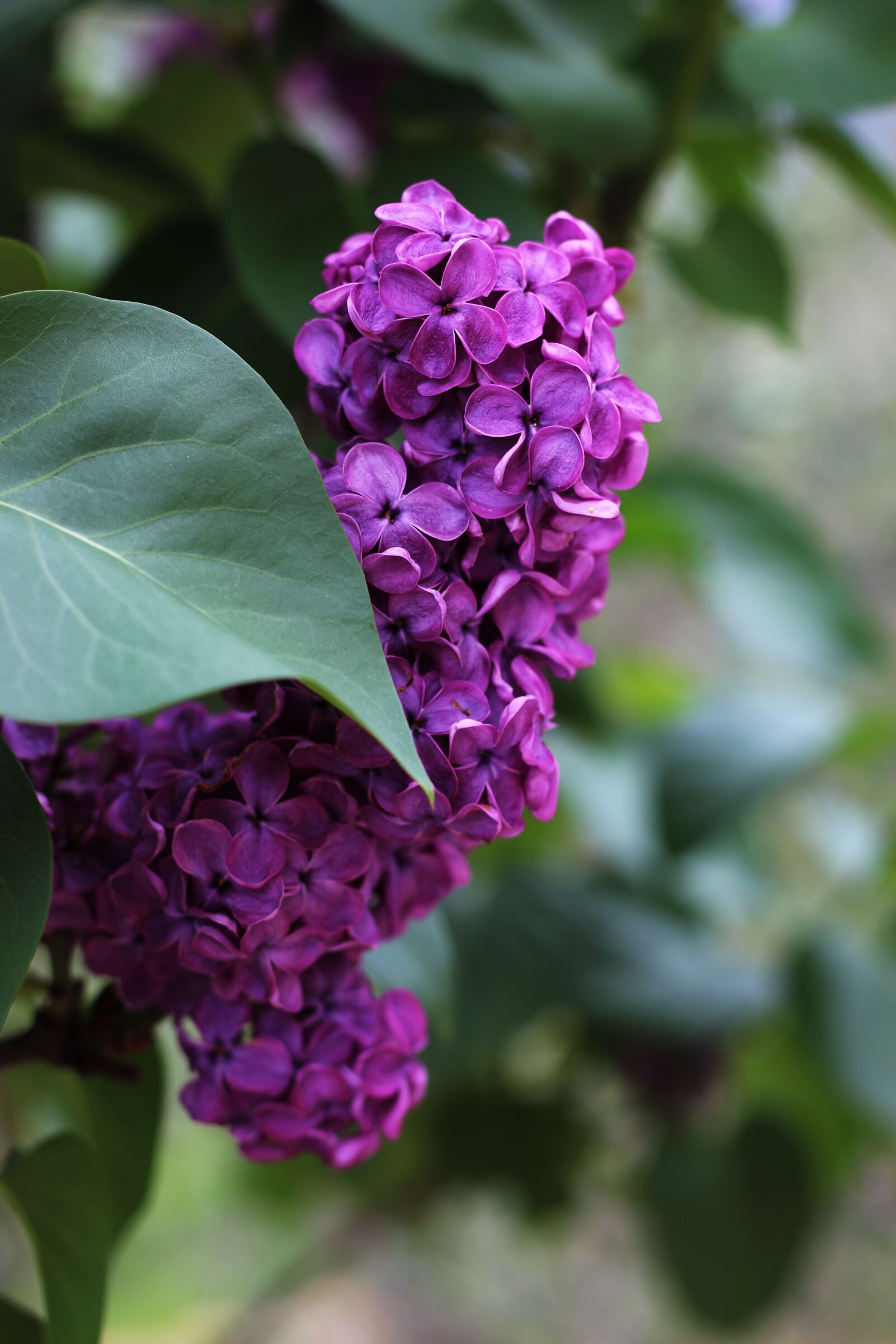 Canon EOS 700D (EOS Rebel T5i / EOS Kiss X7i) sample photo. Lilac, nature, purple photography