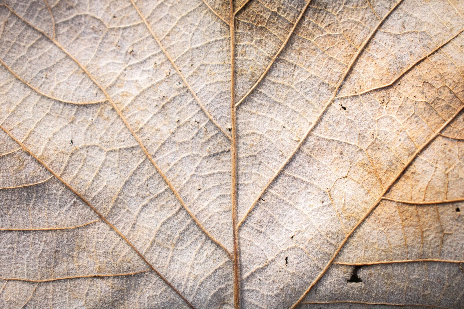 Nikon D7200 sample photo. Sheet, autumn, texture photography