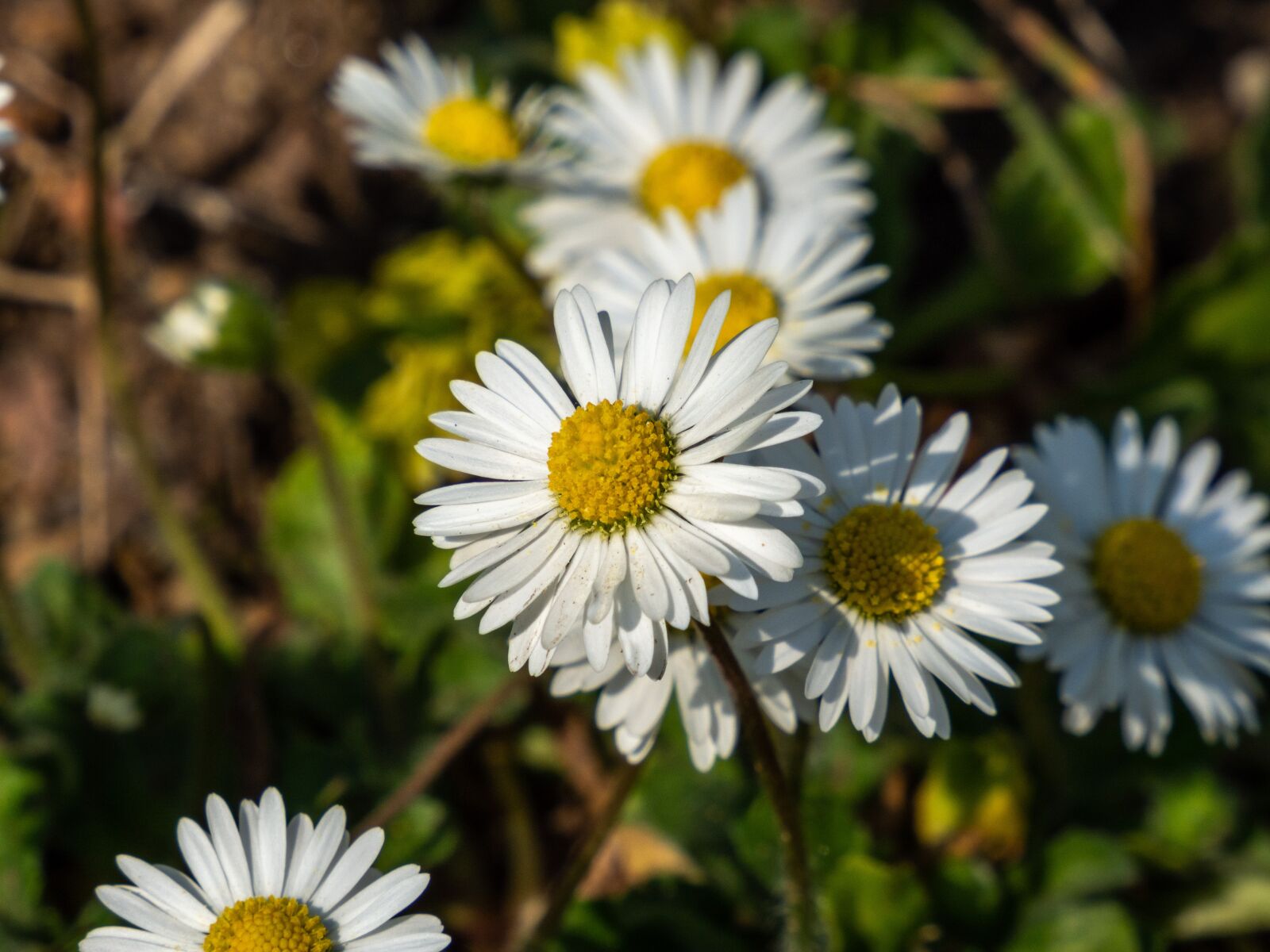 Olympus OM-D E-M10 III sample photo. Flowers, spring, nature photography