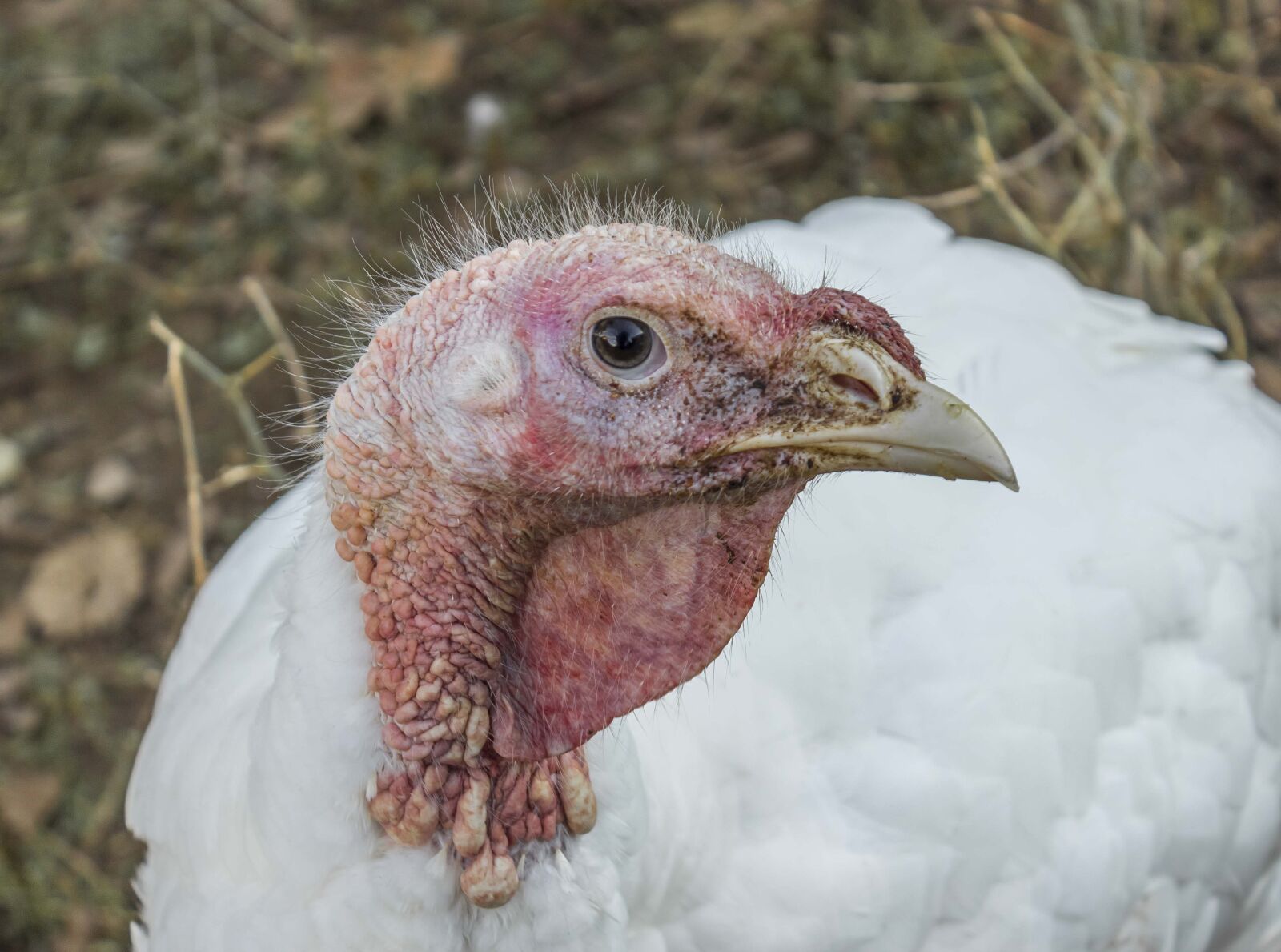 Canon EOS 600D (Rebel EOS T3i / EOS Kiss X5) sample photo. Turkey, animal, profile photography