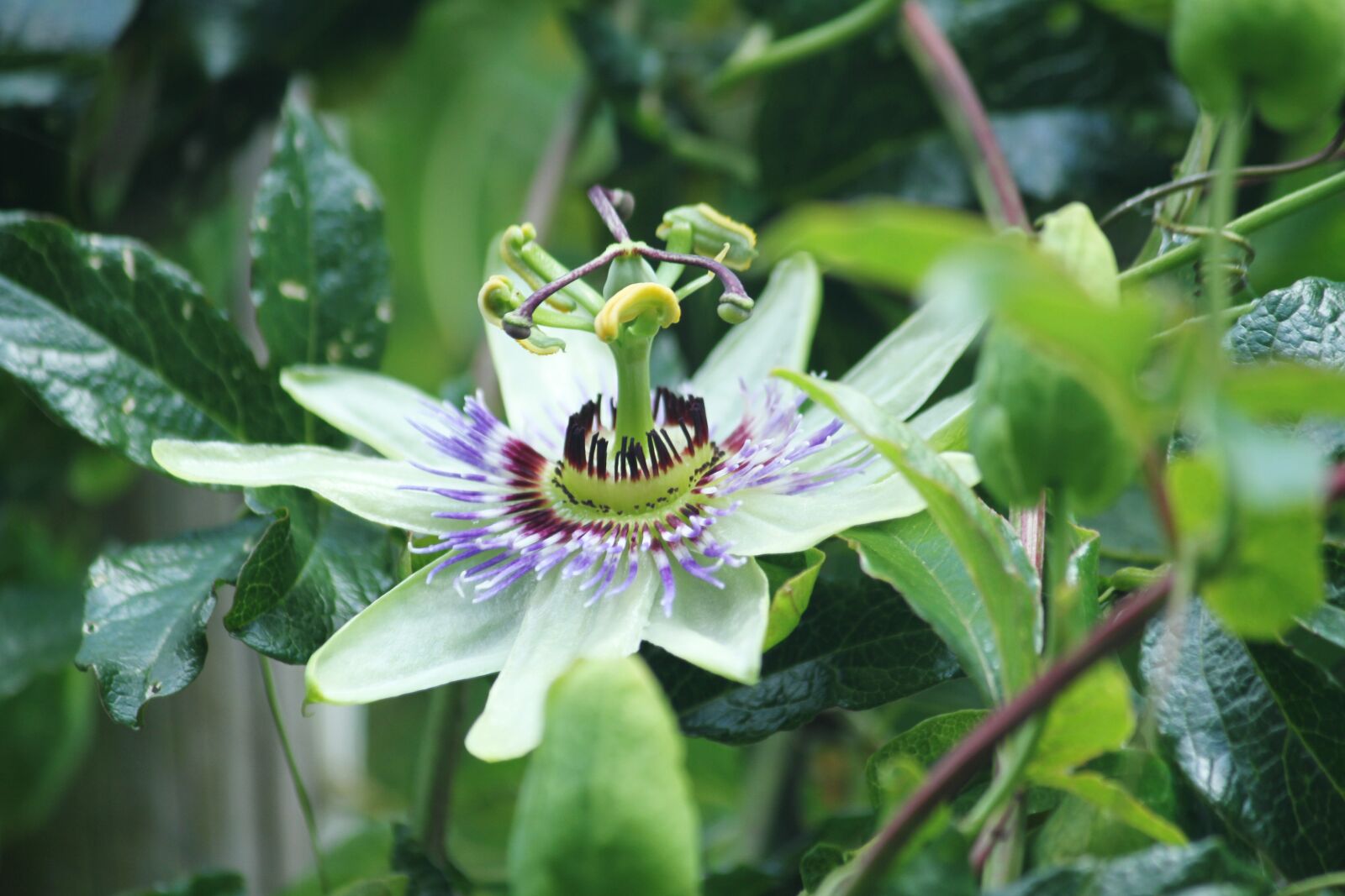 Canon EOS 7D sample photo. Passionflower, flower, plant photography